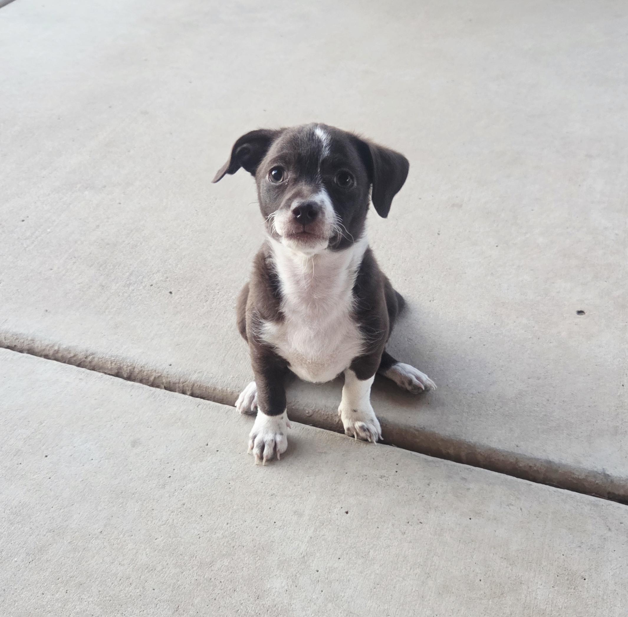 Dos, an adopted mixed breed in Cave Creek, AZ image 2/3