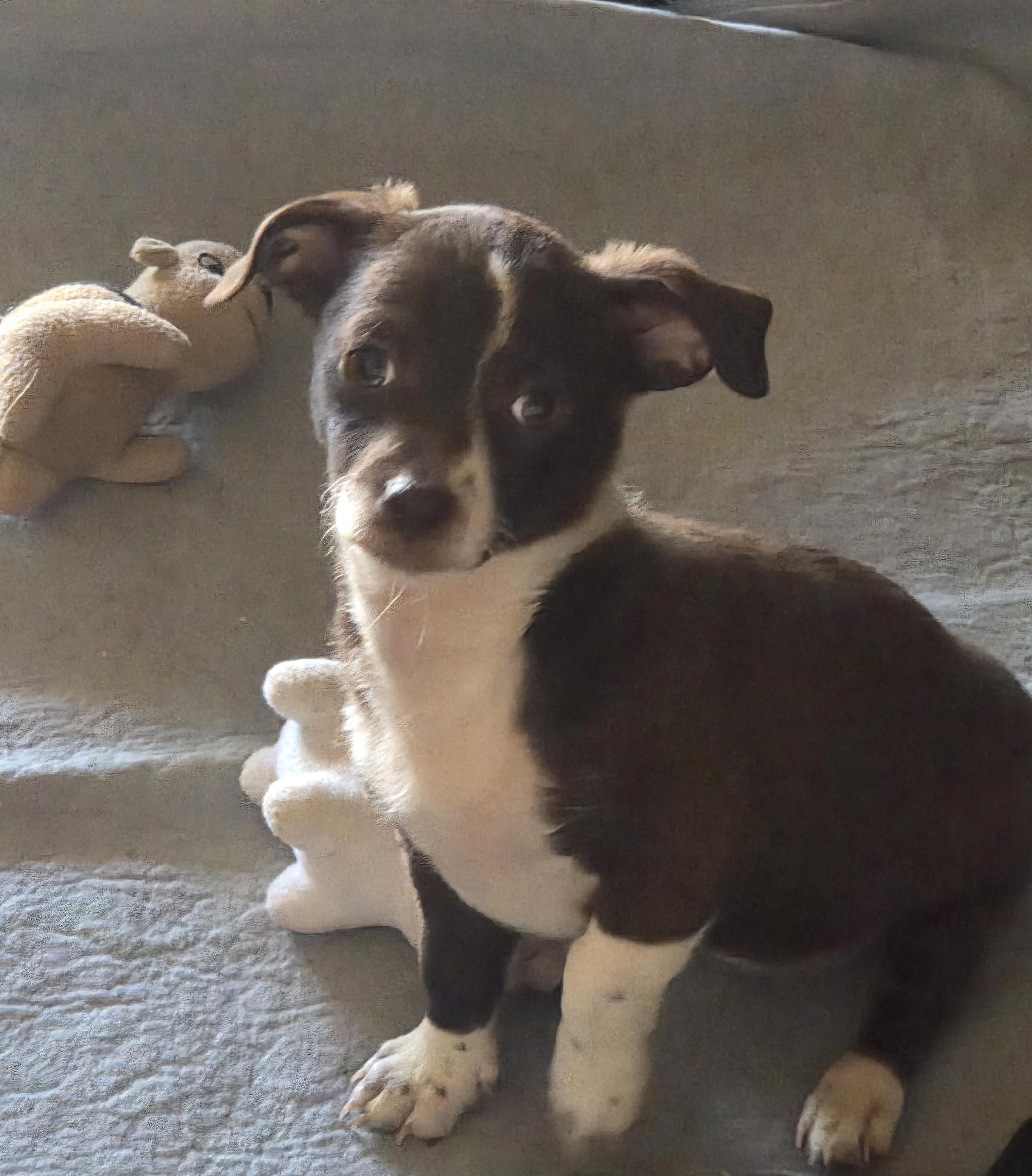 Dos, an adopted mixed breed in Cave Creek, AZ image 3/3
