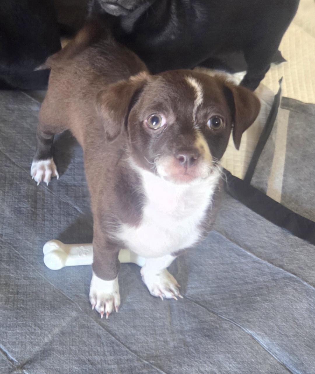 Dos, adopted, Puppy Female Dachshund & Chihuahua.