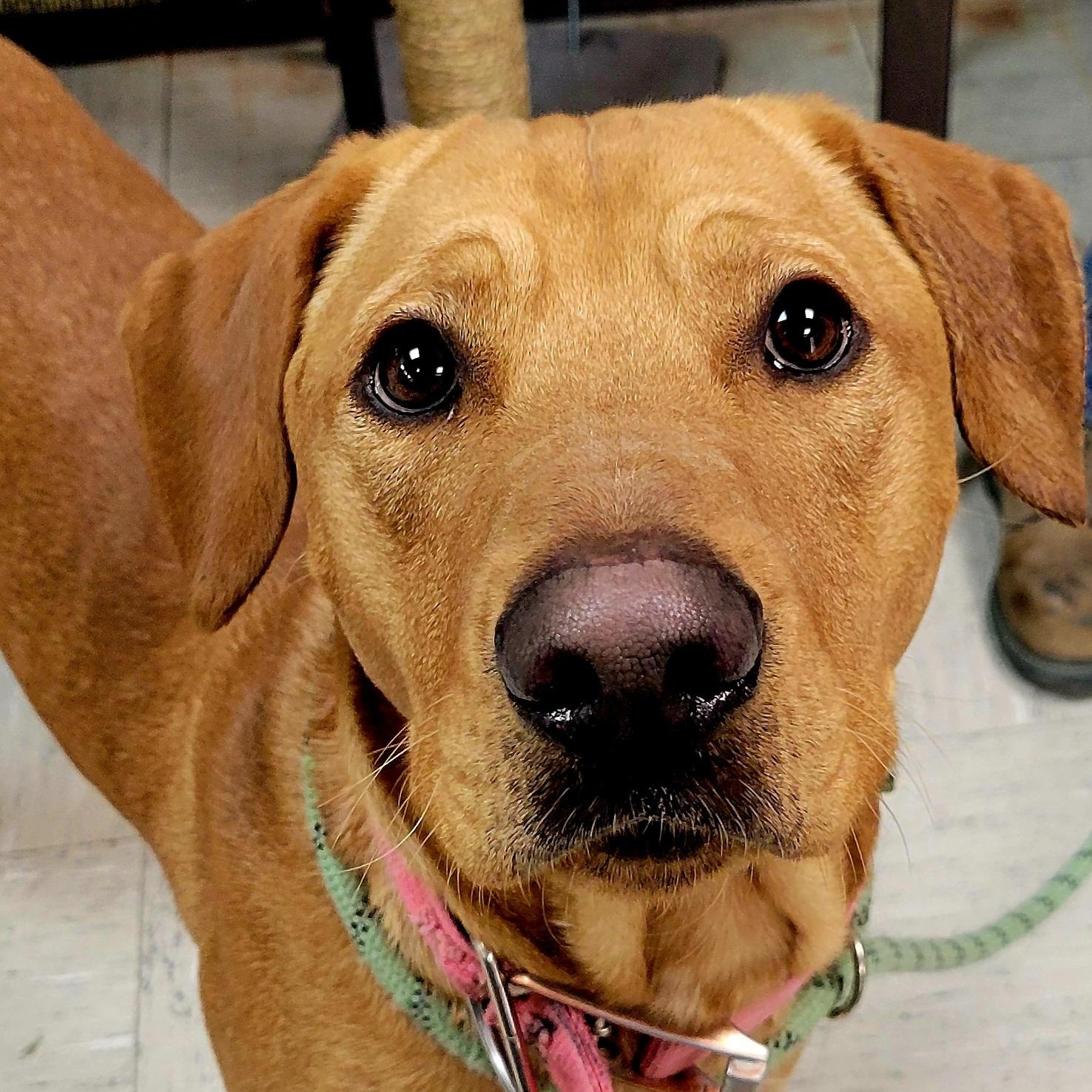 Enlarge Scuba Steve, a ADOPTABLE mixed breed in Lincoln, IL image 2/2