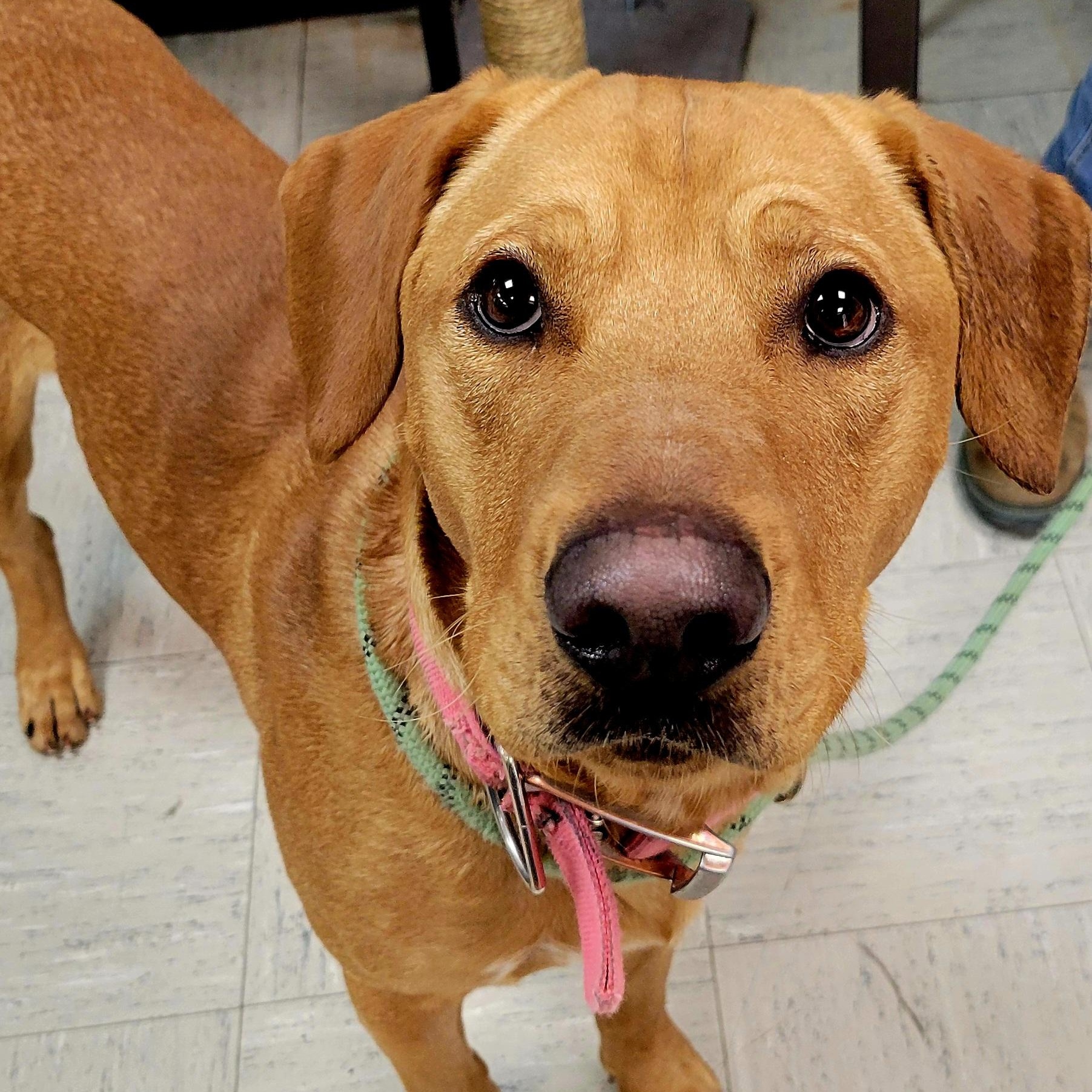 Enlarge Scuba Steve, a ADOPTABLE mixed breed in Lincoln, IL image 1/2