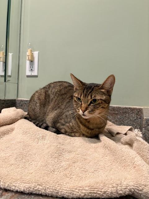 Ivy 2, ADOPTABLE, Young Female Tabby.