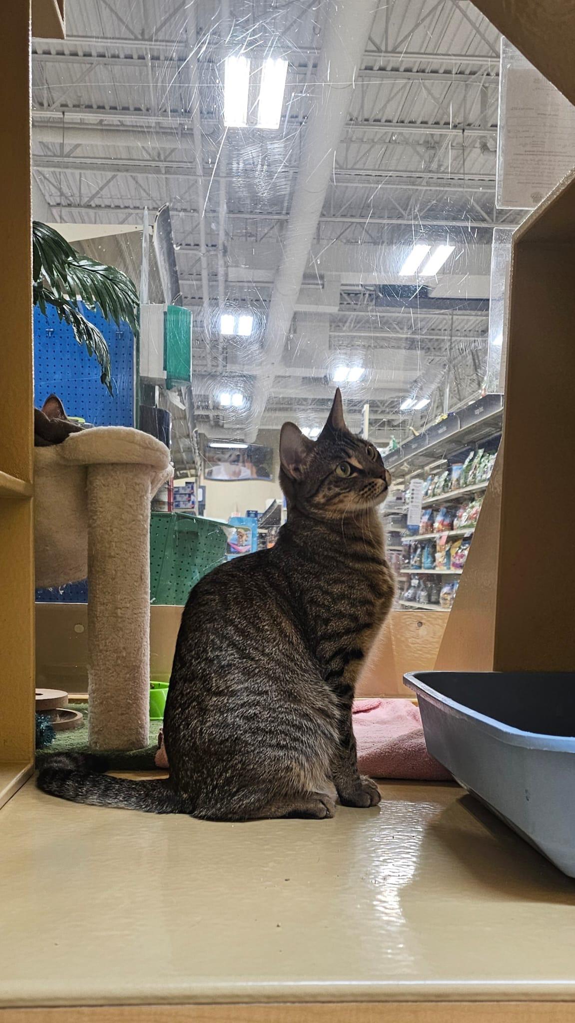 Enlarge Ivy 2, a ADOPTABLE Tabby in BURNABY, BC image 1/2