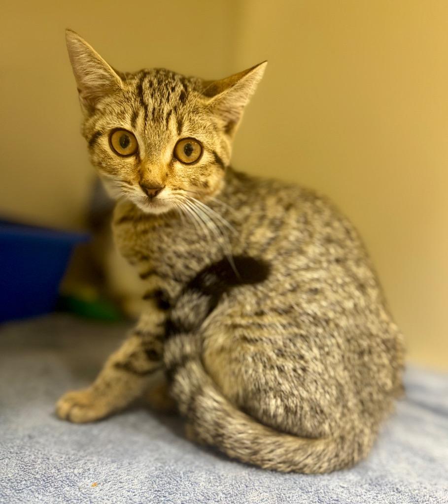 Enlarge Chance, a Adoptable mixed breed in Danielsville, GA image 1/1