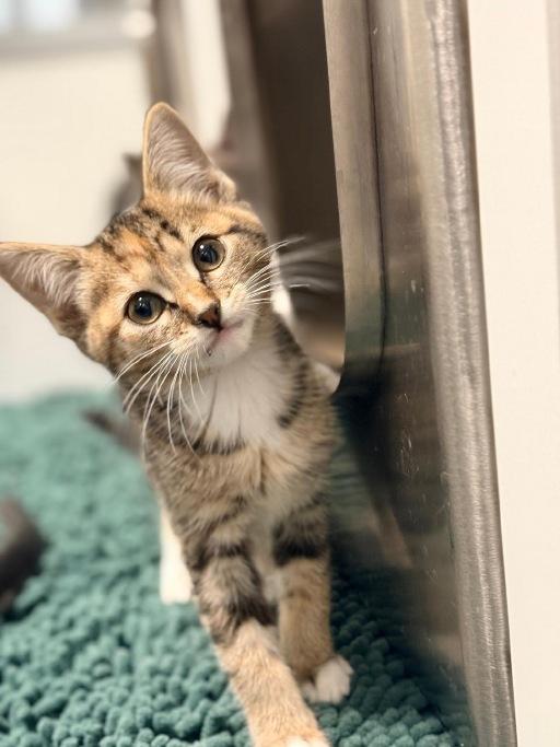 Enlarge Cinnamon, an adopted Domestic Short Hair in Winter Haven, FL image 1/3