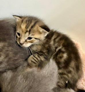 Enlarge Cinnamon, an adopted Domestic Short Hair in Winter Haven, FL image 3/3