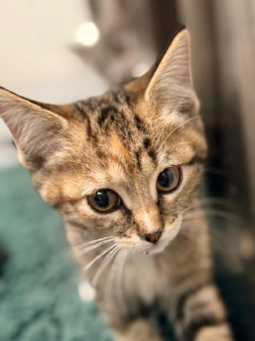 Enlarge Cinnamon, an adopted Domestic Short Hair in Winter Haven, FL image 2/3