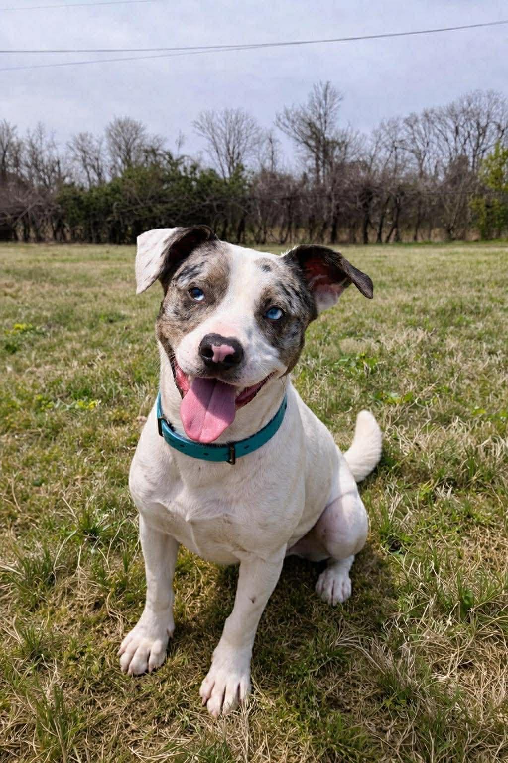 Lyle , adopted, Puppy Male Australian Shepherd & Terrier.