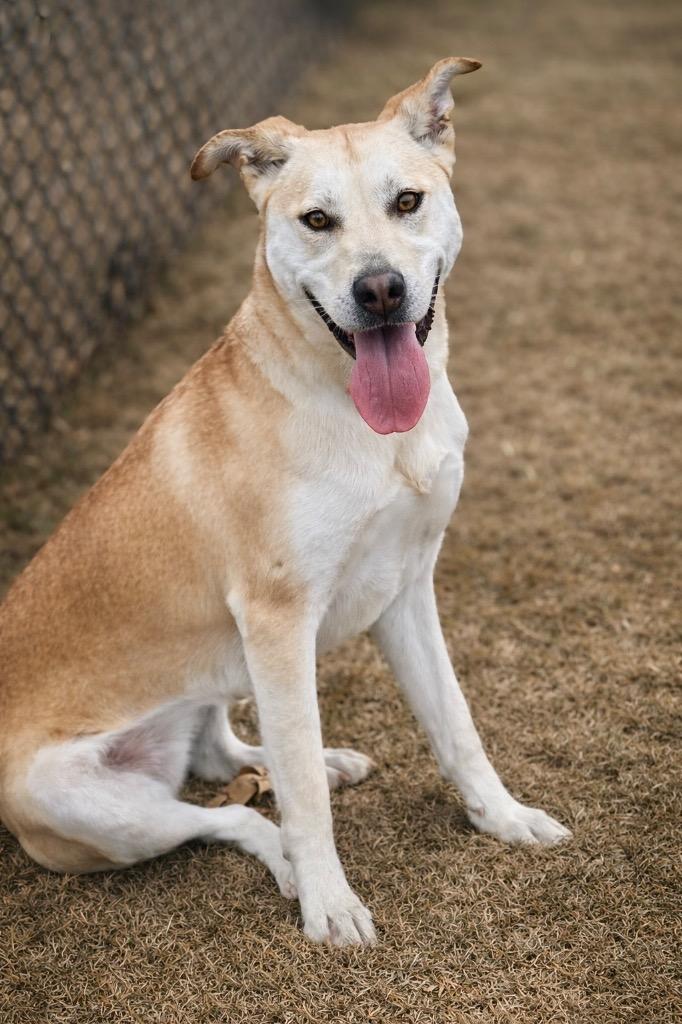Paris, a Adoptable mixed breed in Princeton, MA image 2/2
