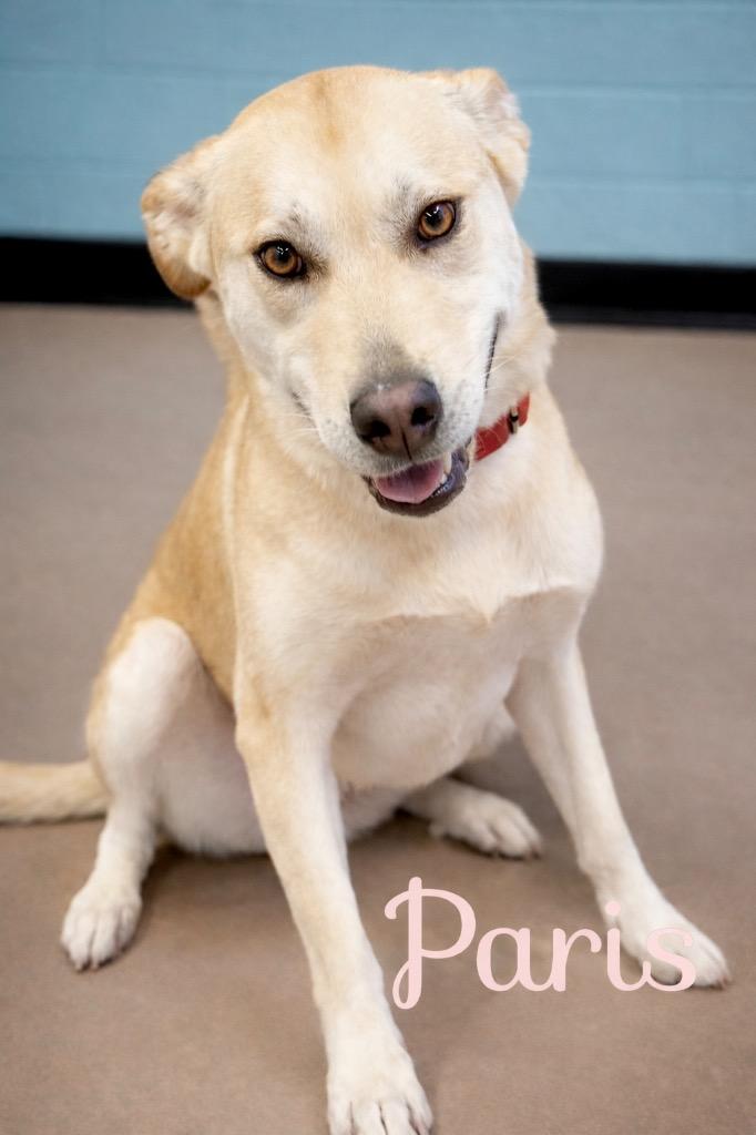 Paris, a Adoptable mixed breed in Princeton, MA image 2/2