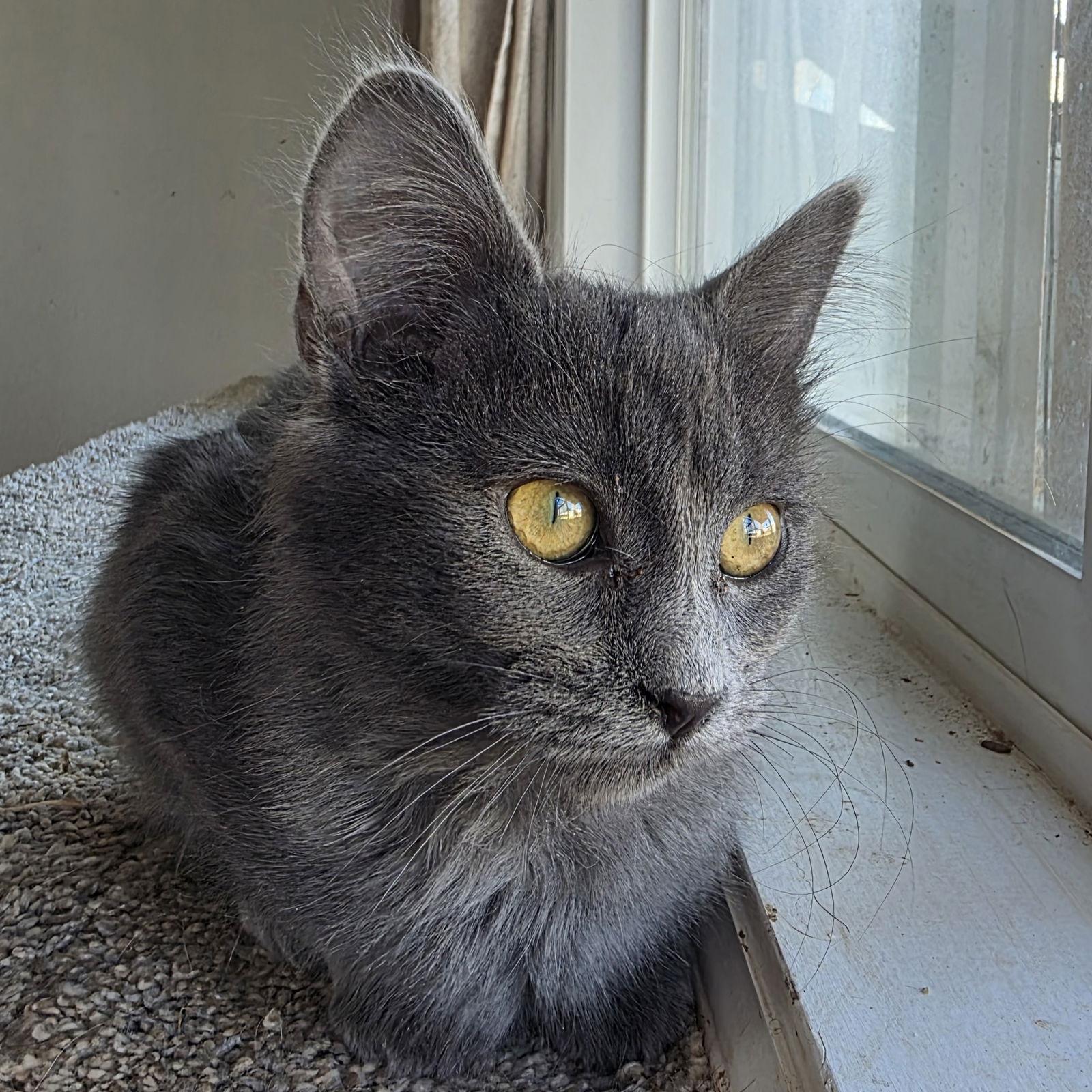 Hero, a Adoptable Domestic Medium Hair in Laramie, WY image 1/3