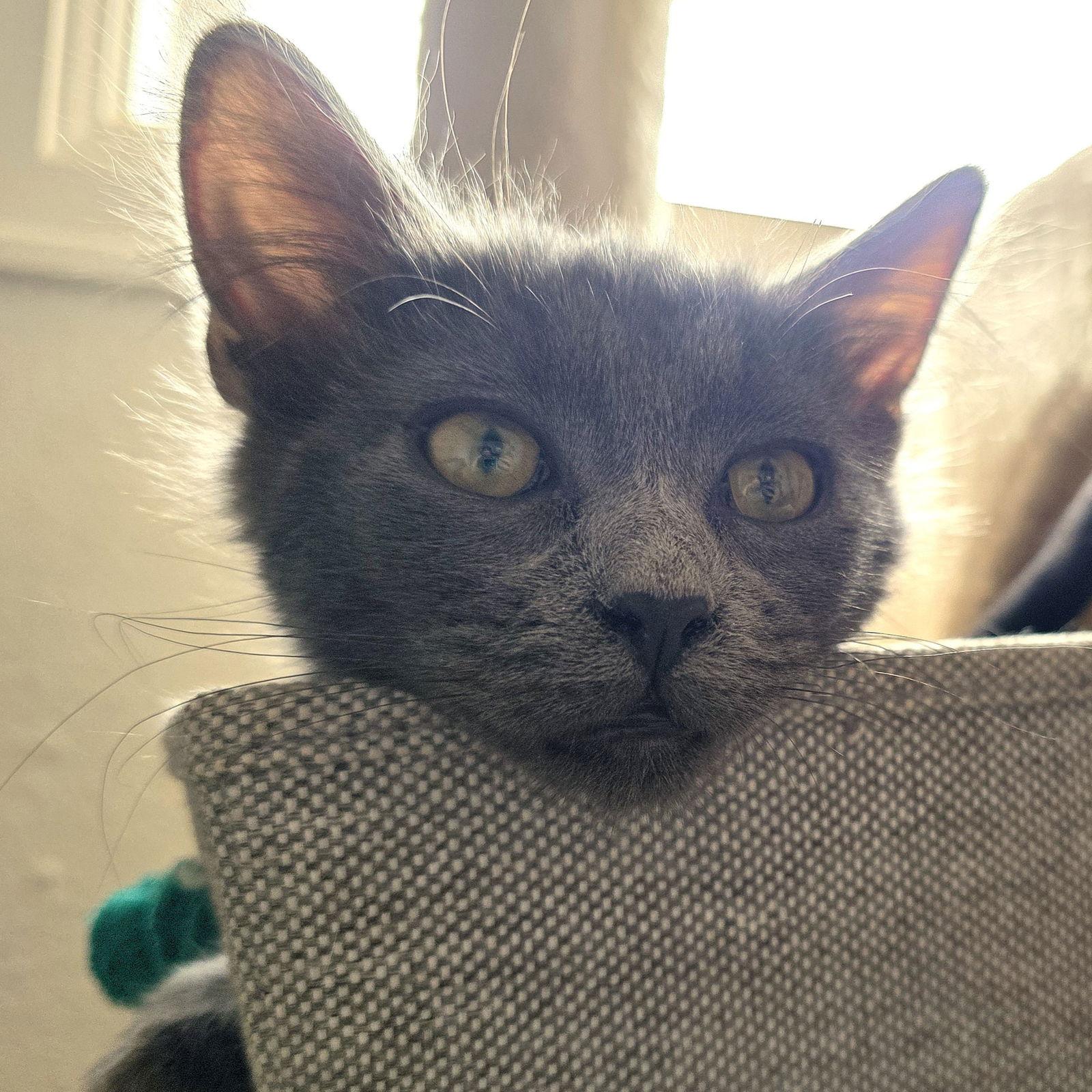 Hero, a Adoptable Domestic Medium Hair in Laramie, WY image 2/3