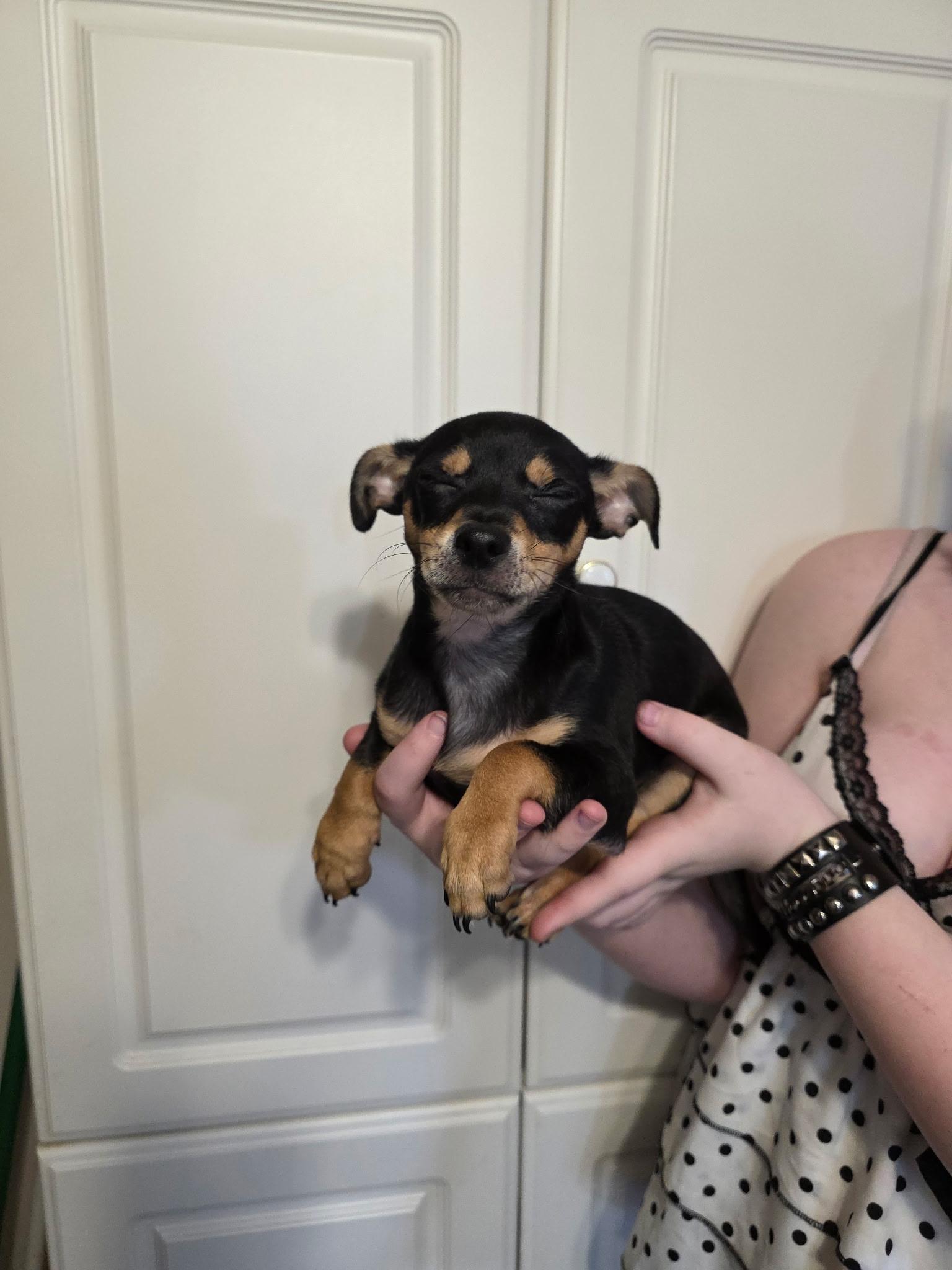 Poquito and Poqueno, an adopted mixed breed in Cantonment, FL image 3/3