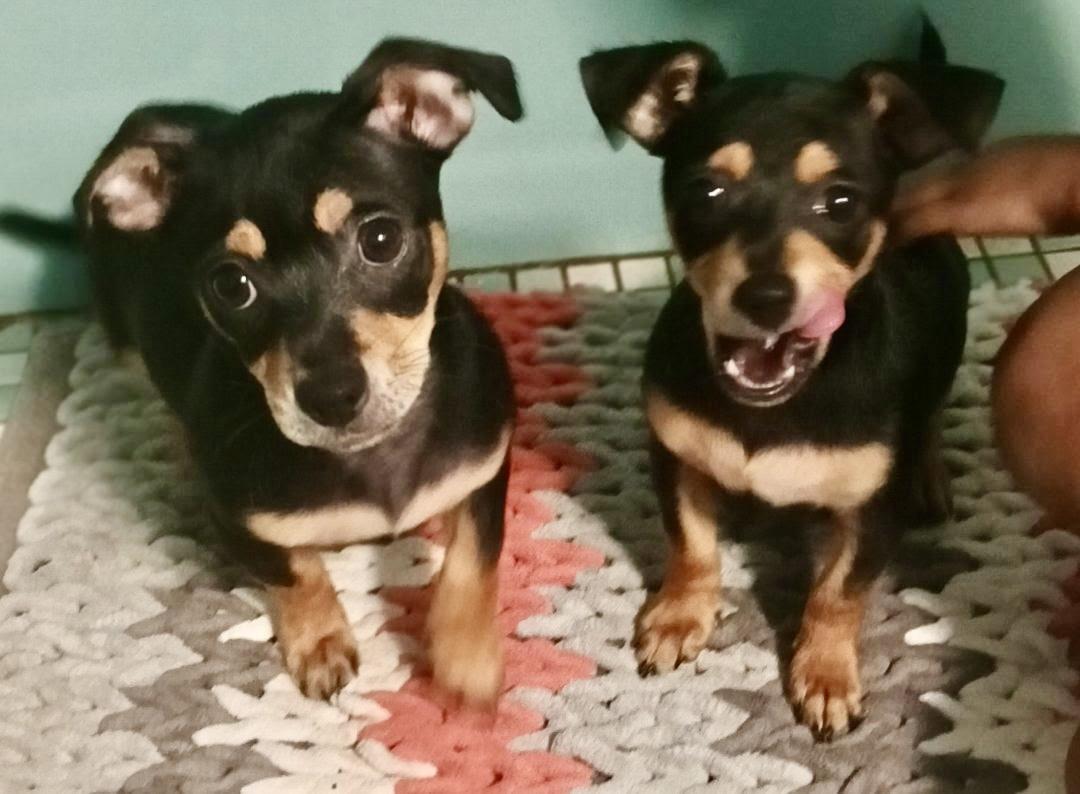 Poquito and Poqueno, an adopted mixed breed in Cantonment, FL image 1/3