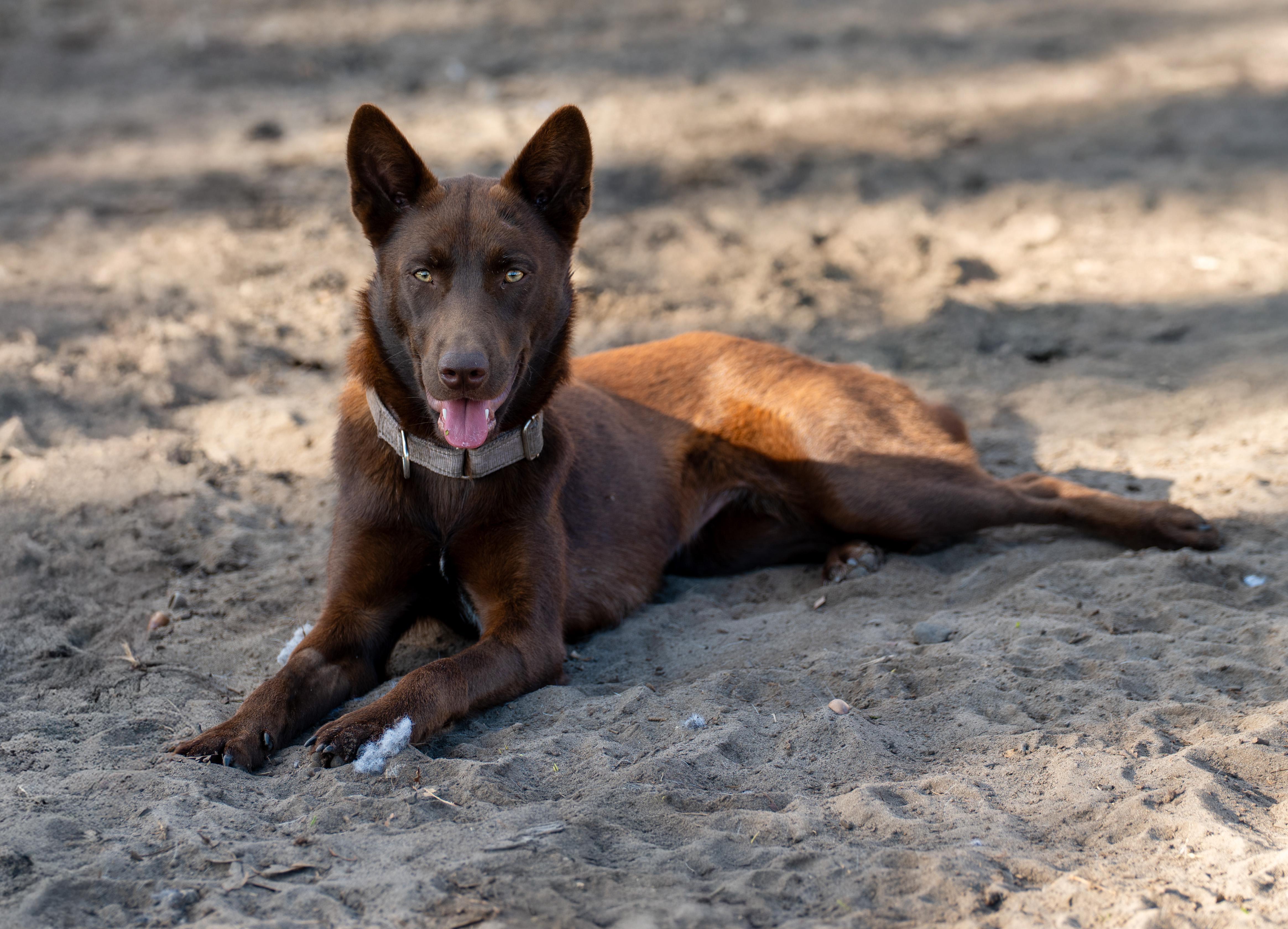 Enlarge Sabrina, an adopted mixed breed in Tyler, TX image 3/6