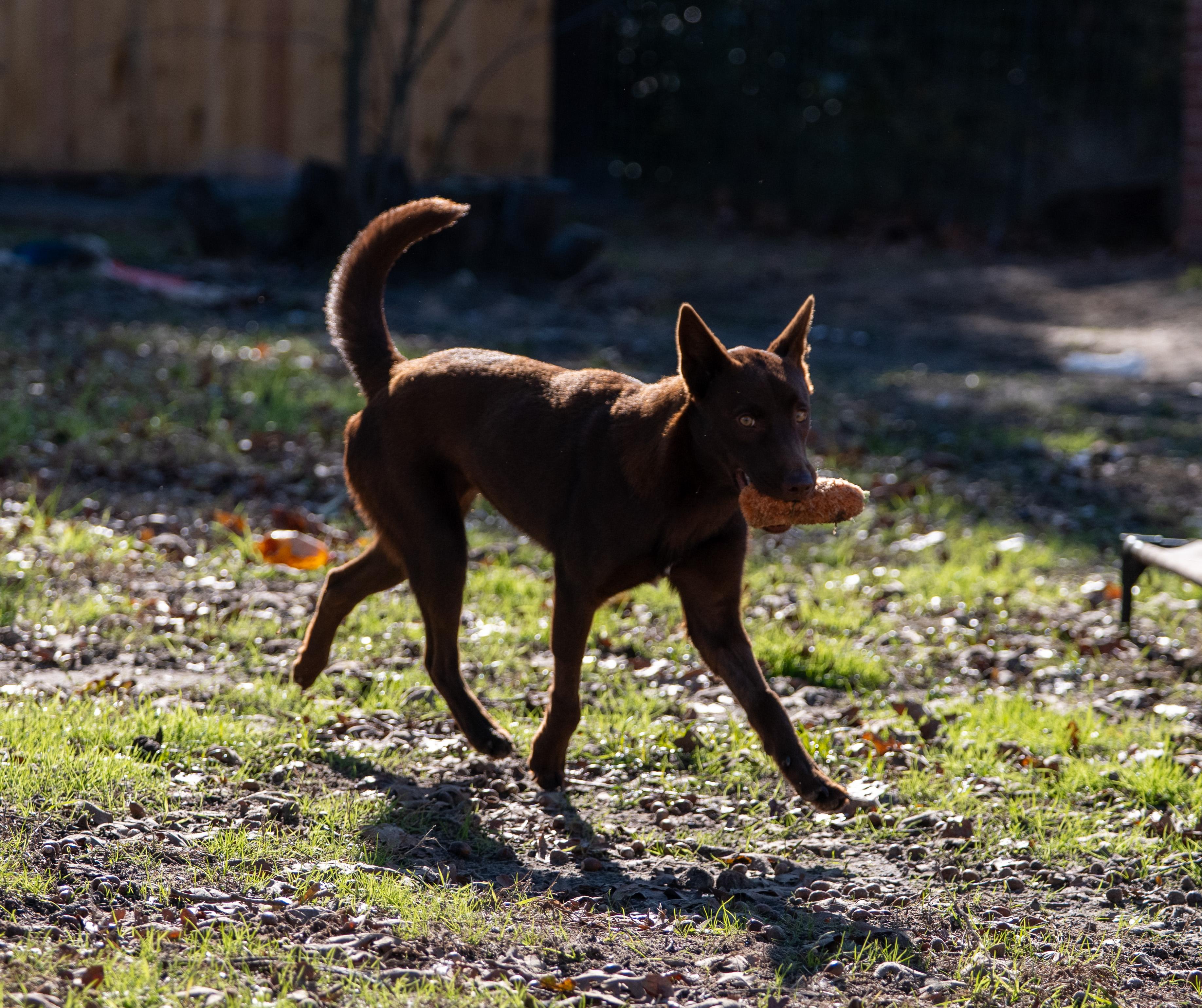 Enlarge Sabrina, an adopted mixed breed in Tyler, TX image 6/6