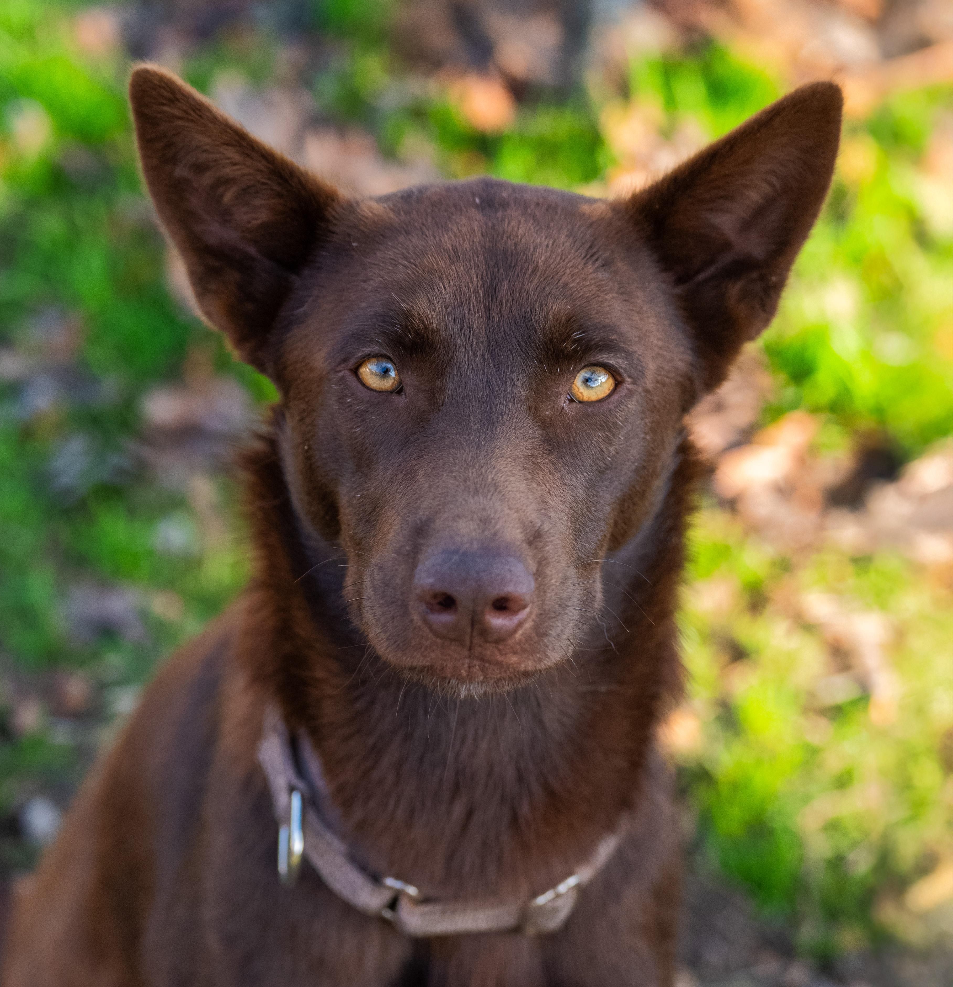 Enlarge Sabrina, an adopted mixed breed in Tyler, TX image 4/6