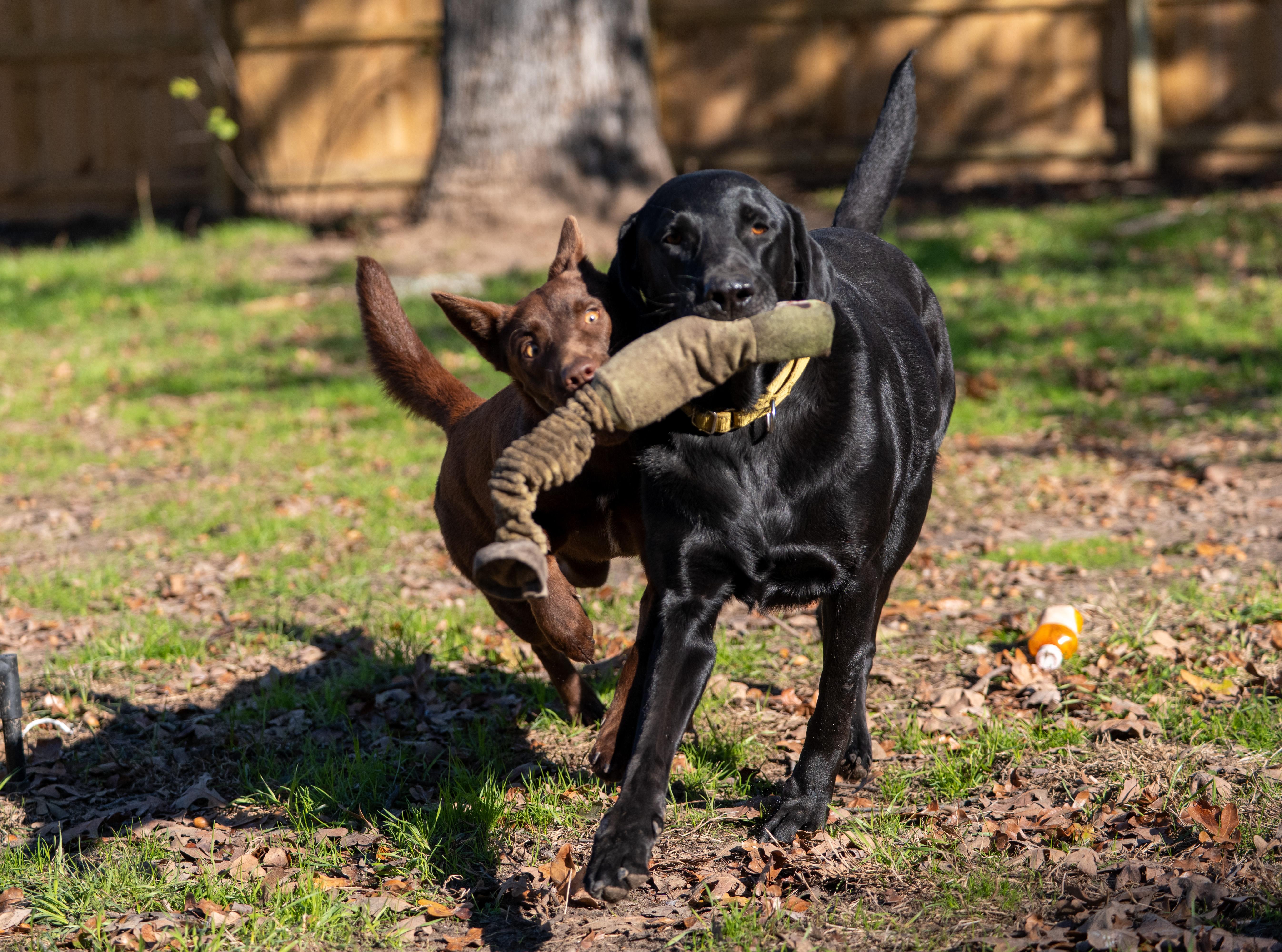 Enlarge Sabrina, an adopted mixed breed in Tyler, TX image 2/6