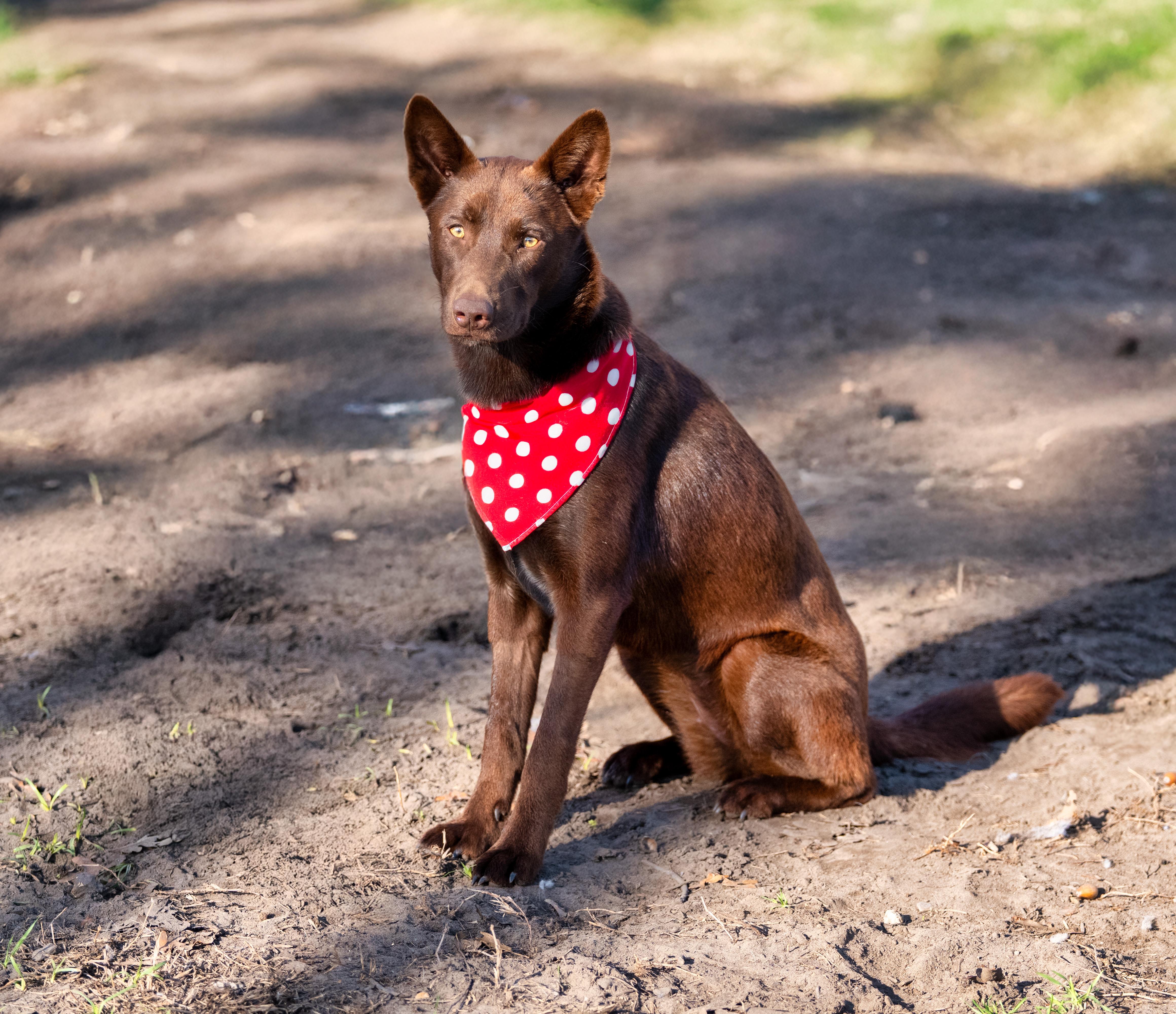 Enlarge Sabrina, an adopted mixed breed in Tyler, TX image 5/6