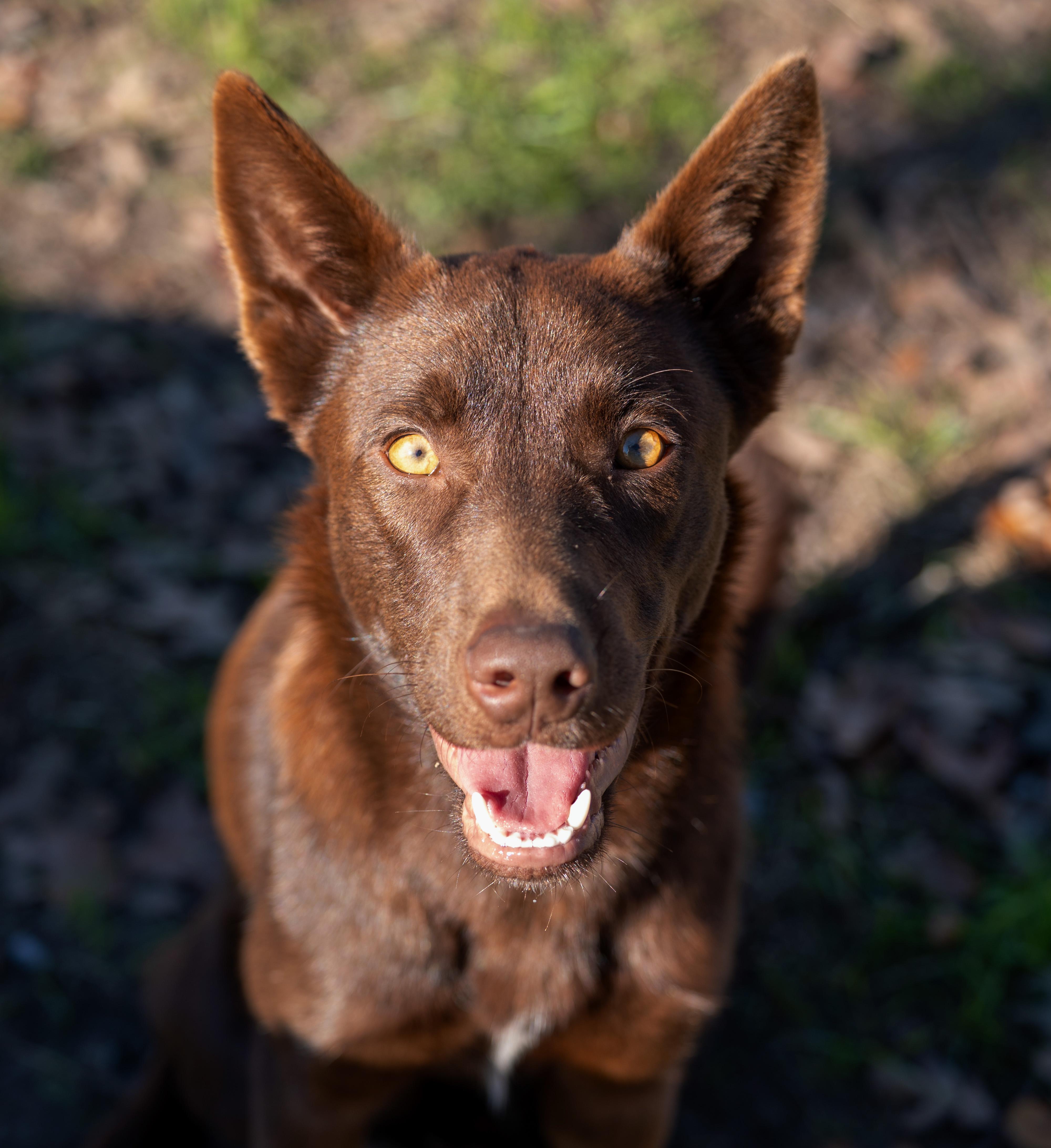 Enlarge Sabrina, an adopted mixed breed in Tyler, TX image 1/6