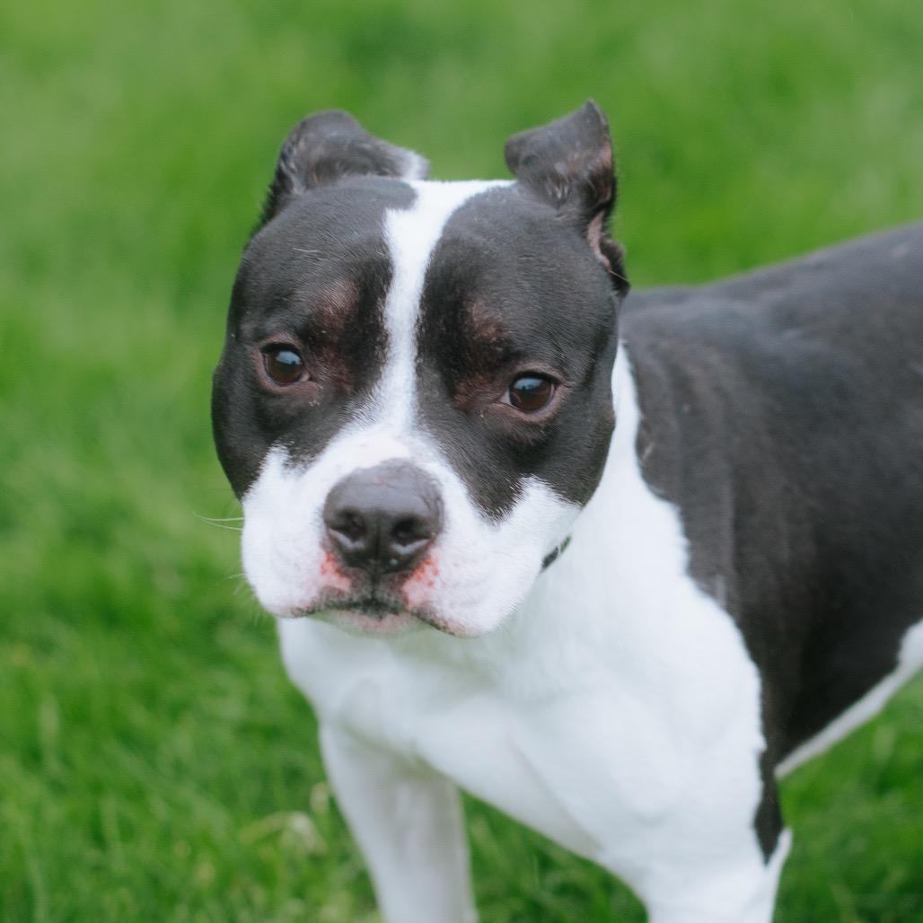 Enlarge Ace, a Adoptable Pit Bull Terrier in Northbrook, IL image 1/6