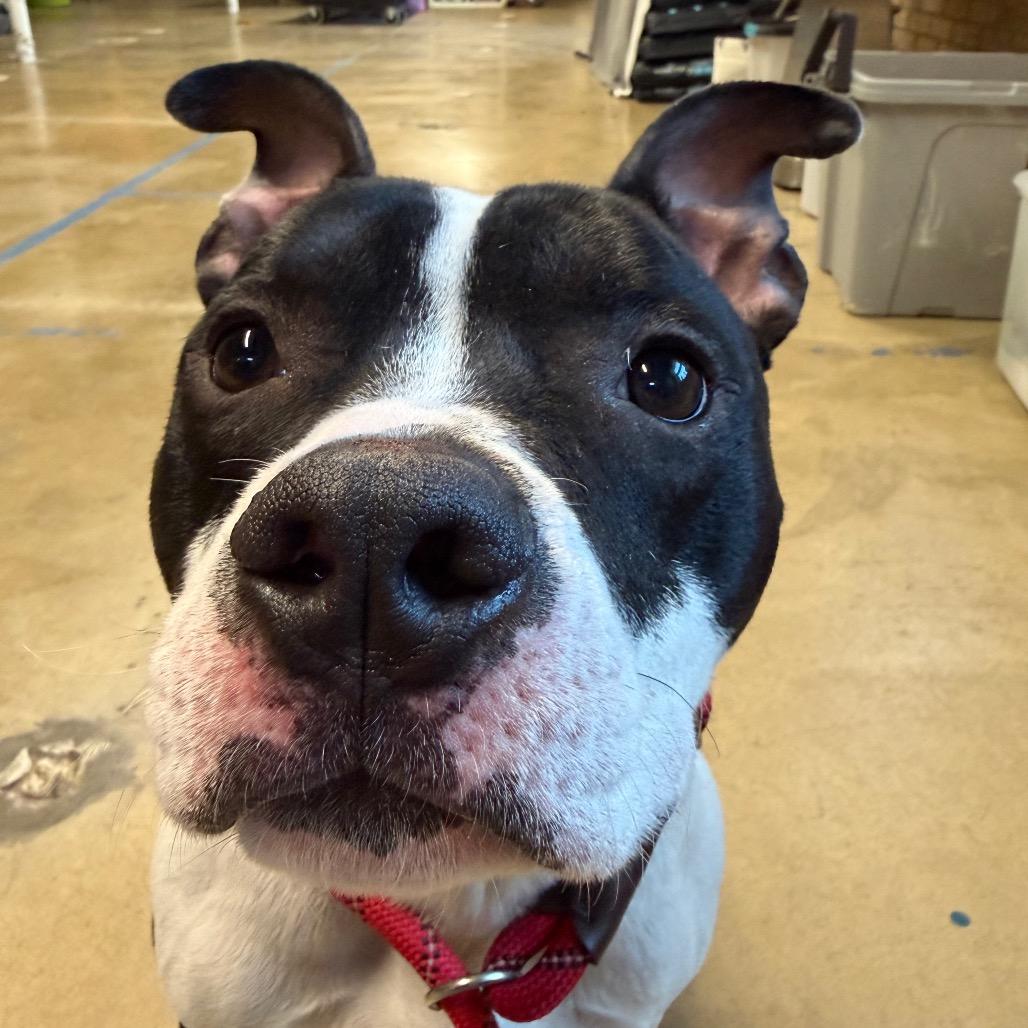 Enlarge Ace, a Adoptable Pit Bull Terrier in Northbrook, IL image 2/6