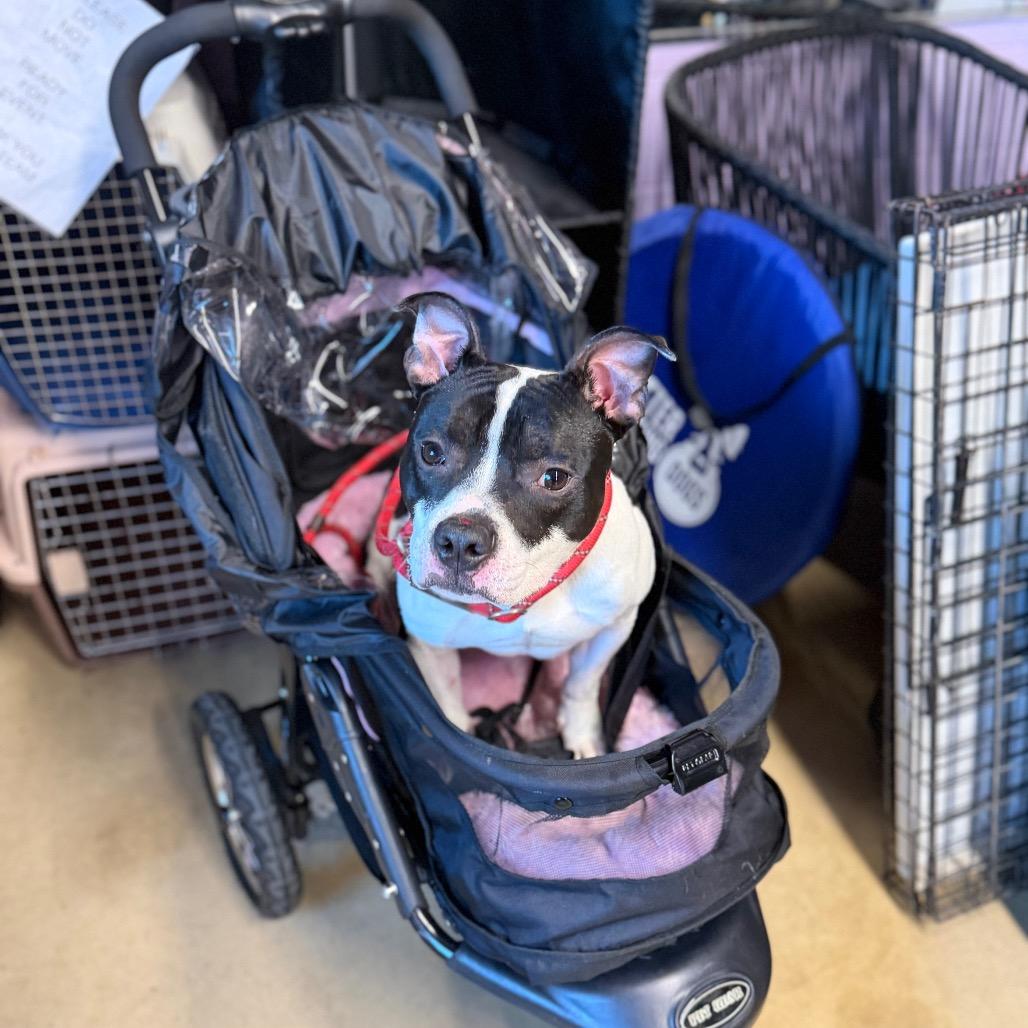 Enlarge Ace, a Adoptable Pit Bull Terrier in Northbrook, IL image 3/6