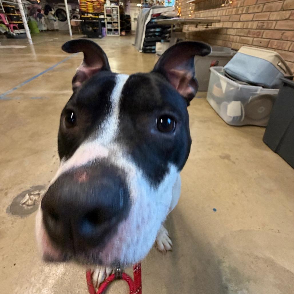 Enlarge Ace, a Adoptable Pit Bull Terrier in Northbrook, IL image 4/6