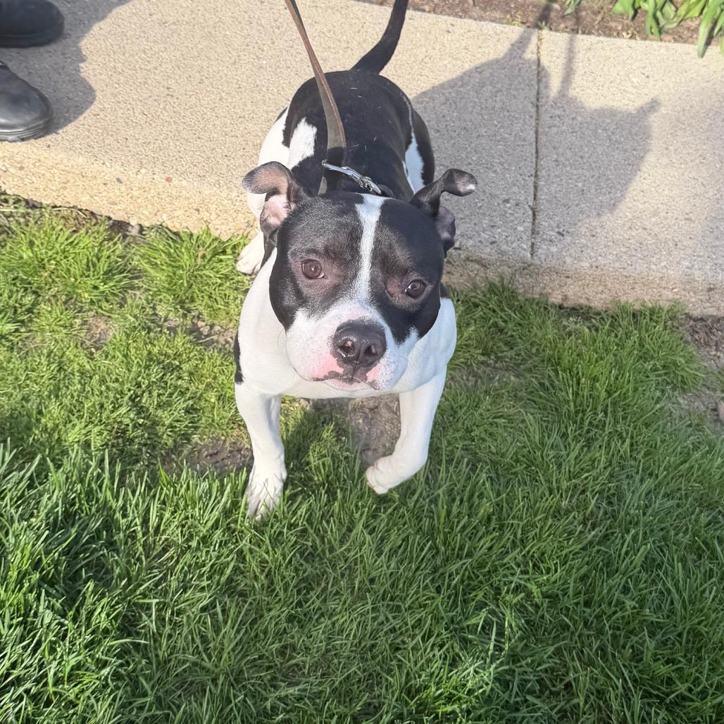 Enlarge Ace, a Adoptable Pit Bull Terrier in Northbrook, IL image 5/6
