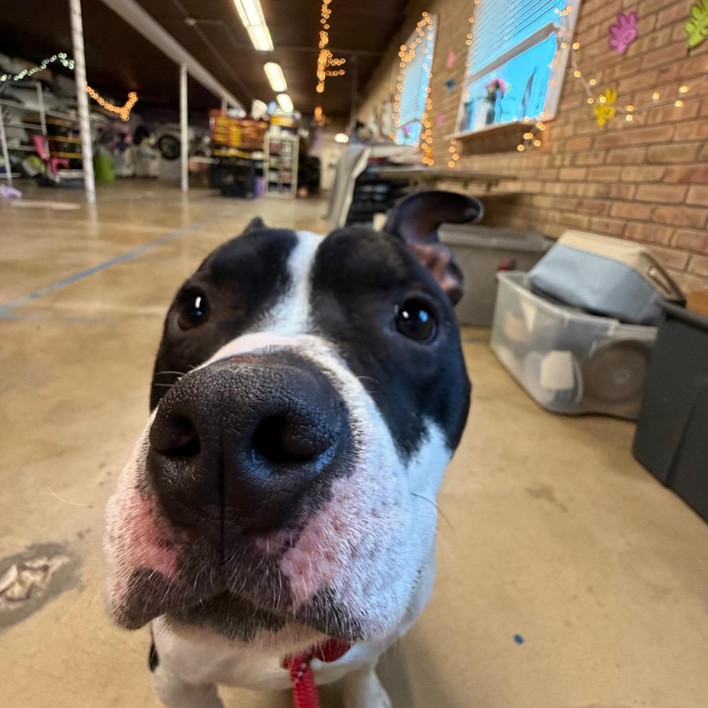 Enlarge Ace, a Adoptable Pit Bull Terrier in Northbrook, IL image 6/6