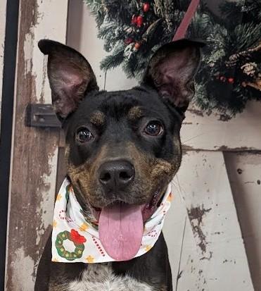 Enlarge HARLEY, a Adoptable mixed breed in Cookeville, TN image 1/1