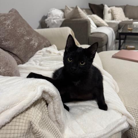 Florence, adopted, Kitten Female Domestic Short Hair.