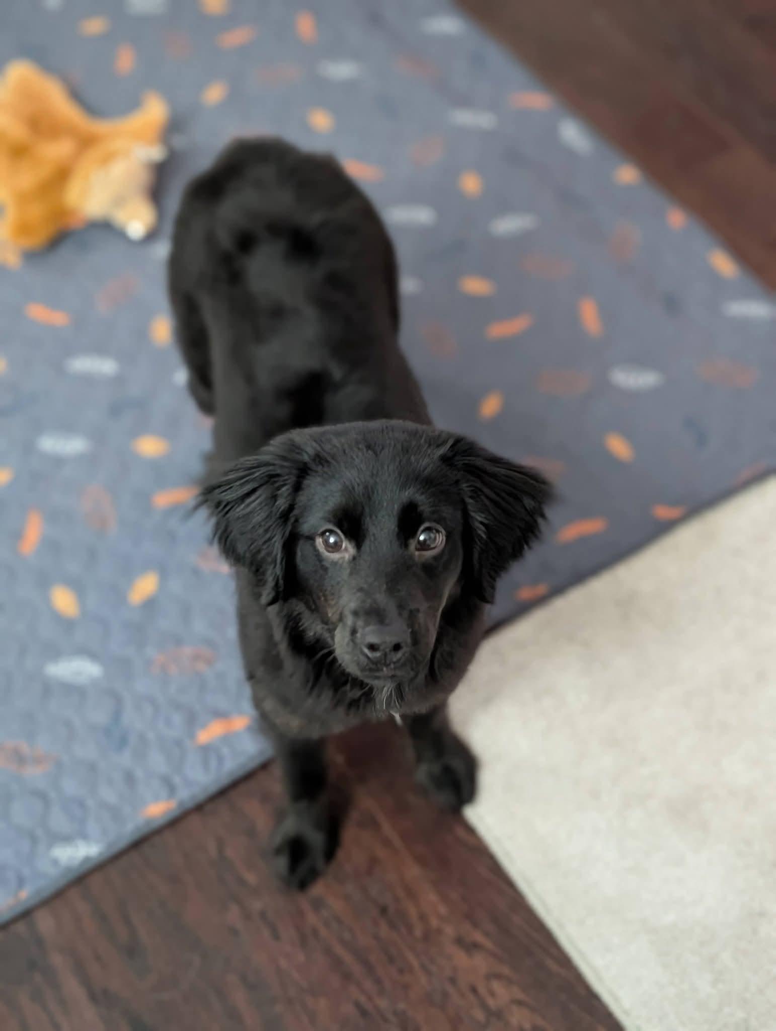 Enlarge Sadie, an adopted mixed breed in Grand Rapids, MI image 4/4