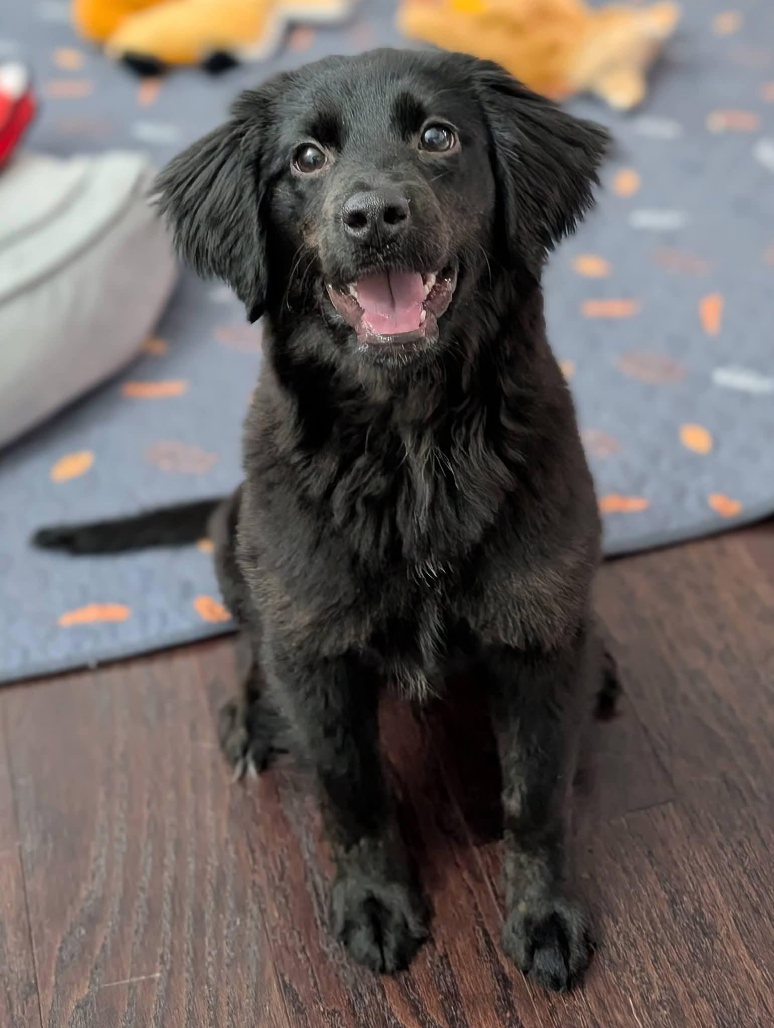 Sadie, adopted, Puppy Female Retriever.