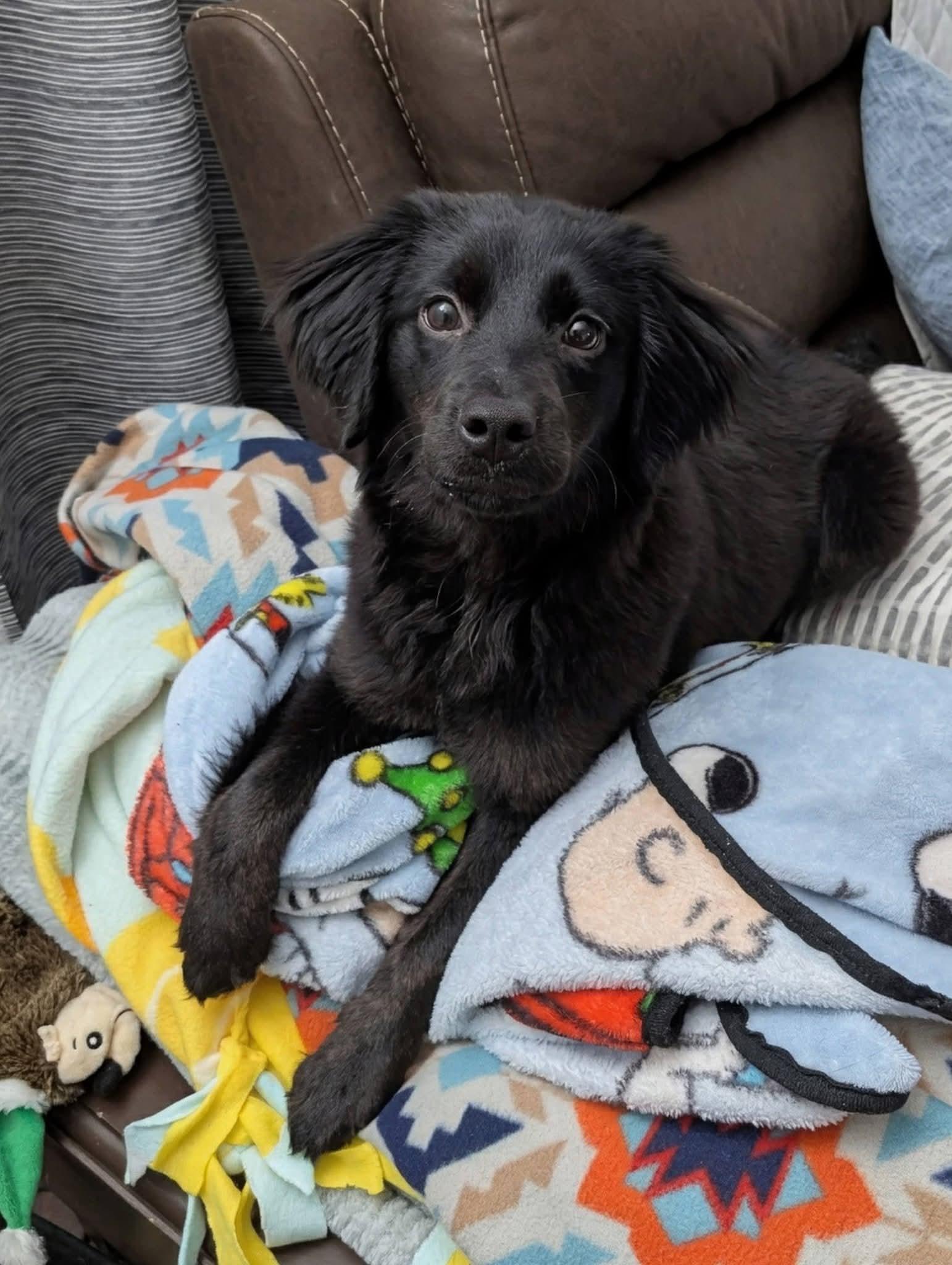 Enlarge Sadie, an adopted mixed breed in Grand Rapids, MI image 2/4