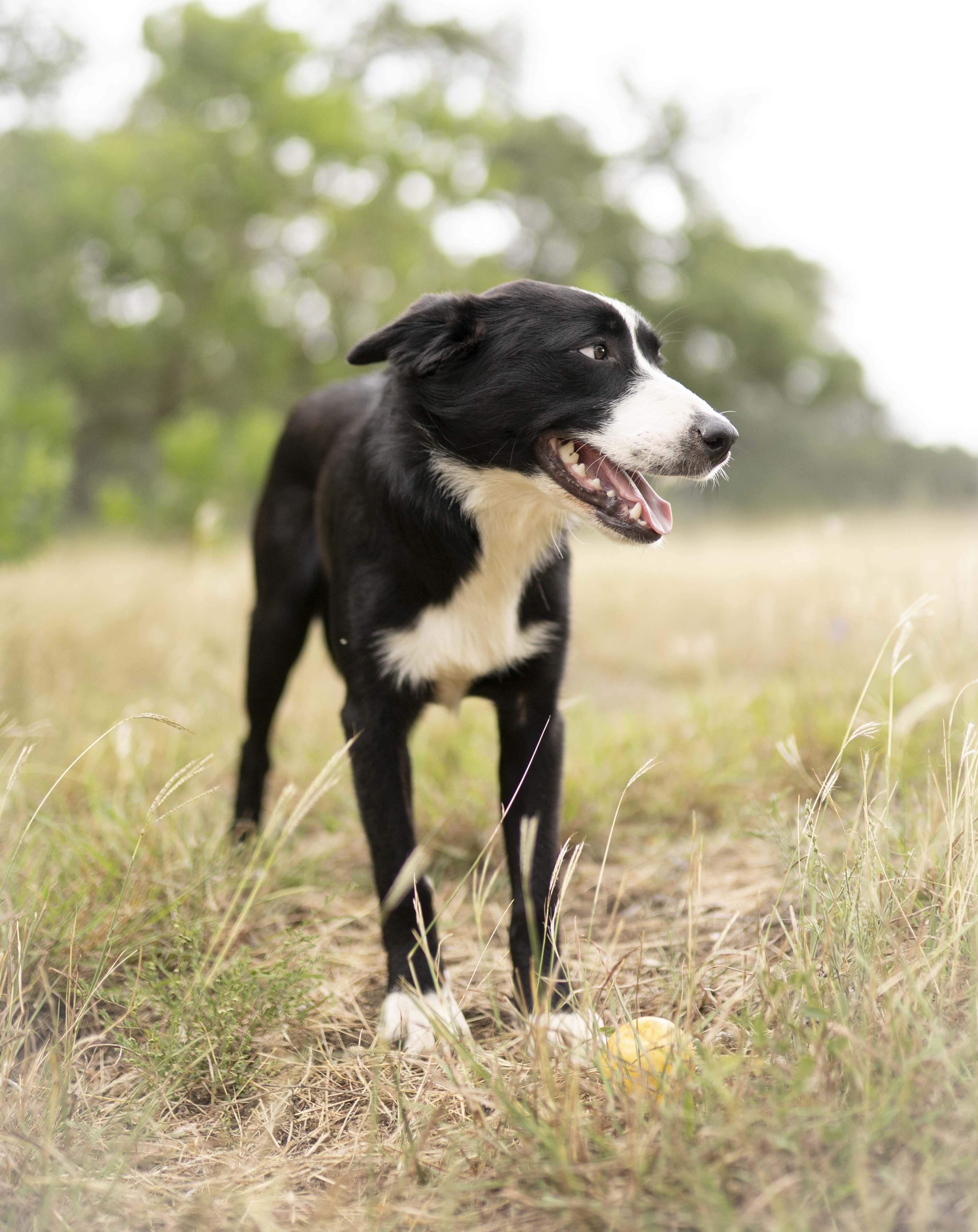 Enlarge Alpine, a Adoptable Border Collie in Driftwood, TX image 6/6