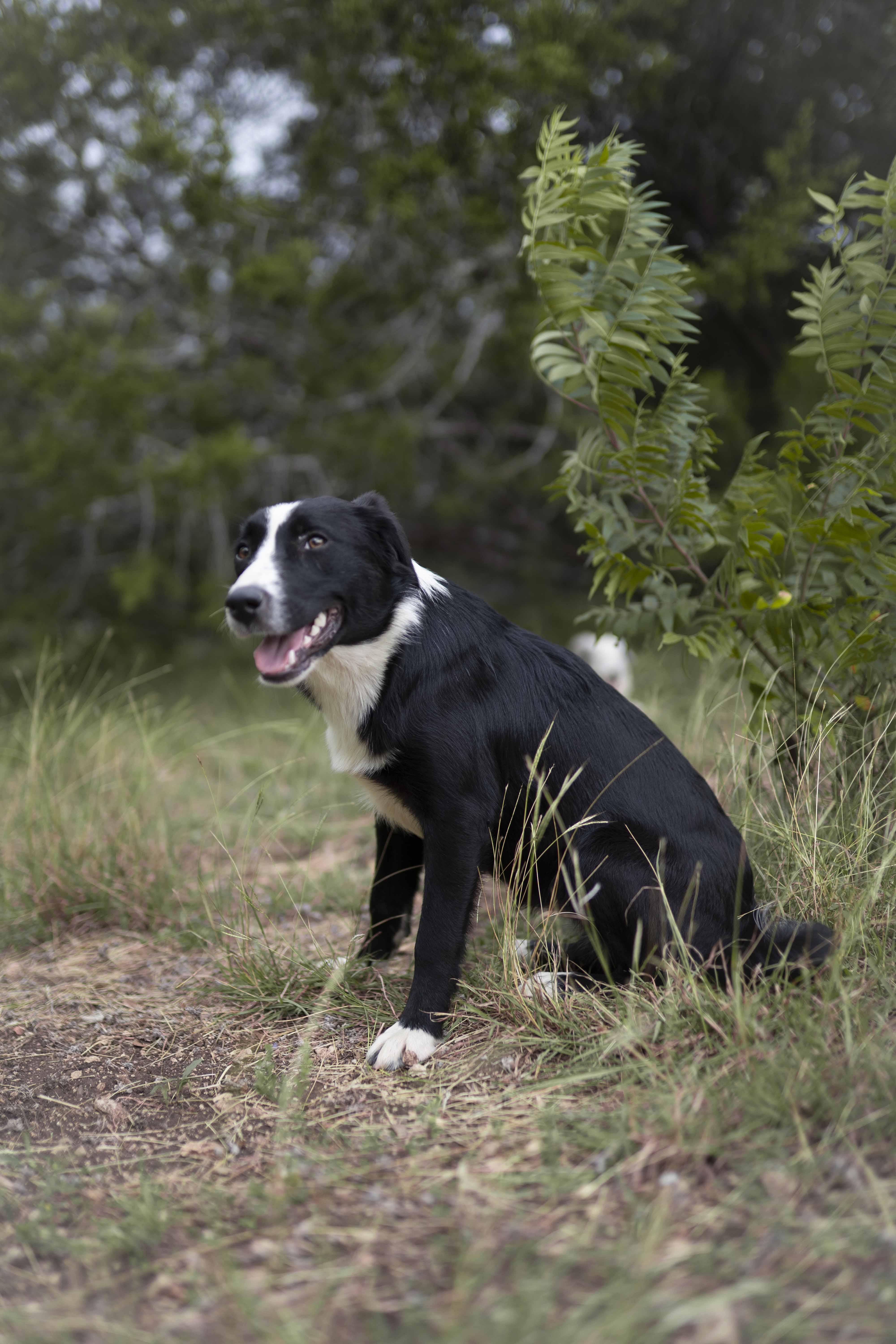 Enlarge Alpine, a Adoptable Border Collie in Driftwood, TX image 4/6