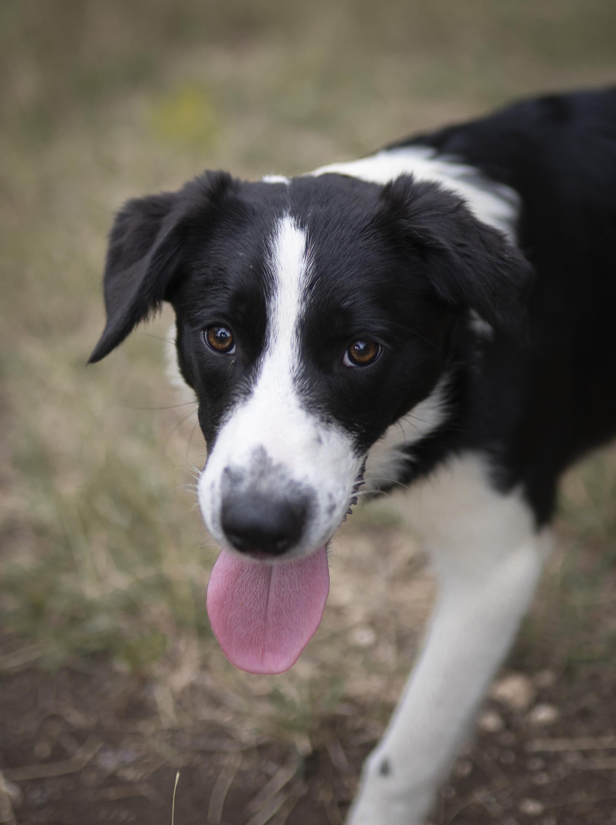 Enlarge Alpine, a Adoptable Border Collie in Driftwood, TX image 3/6