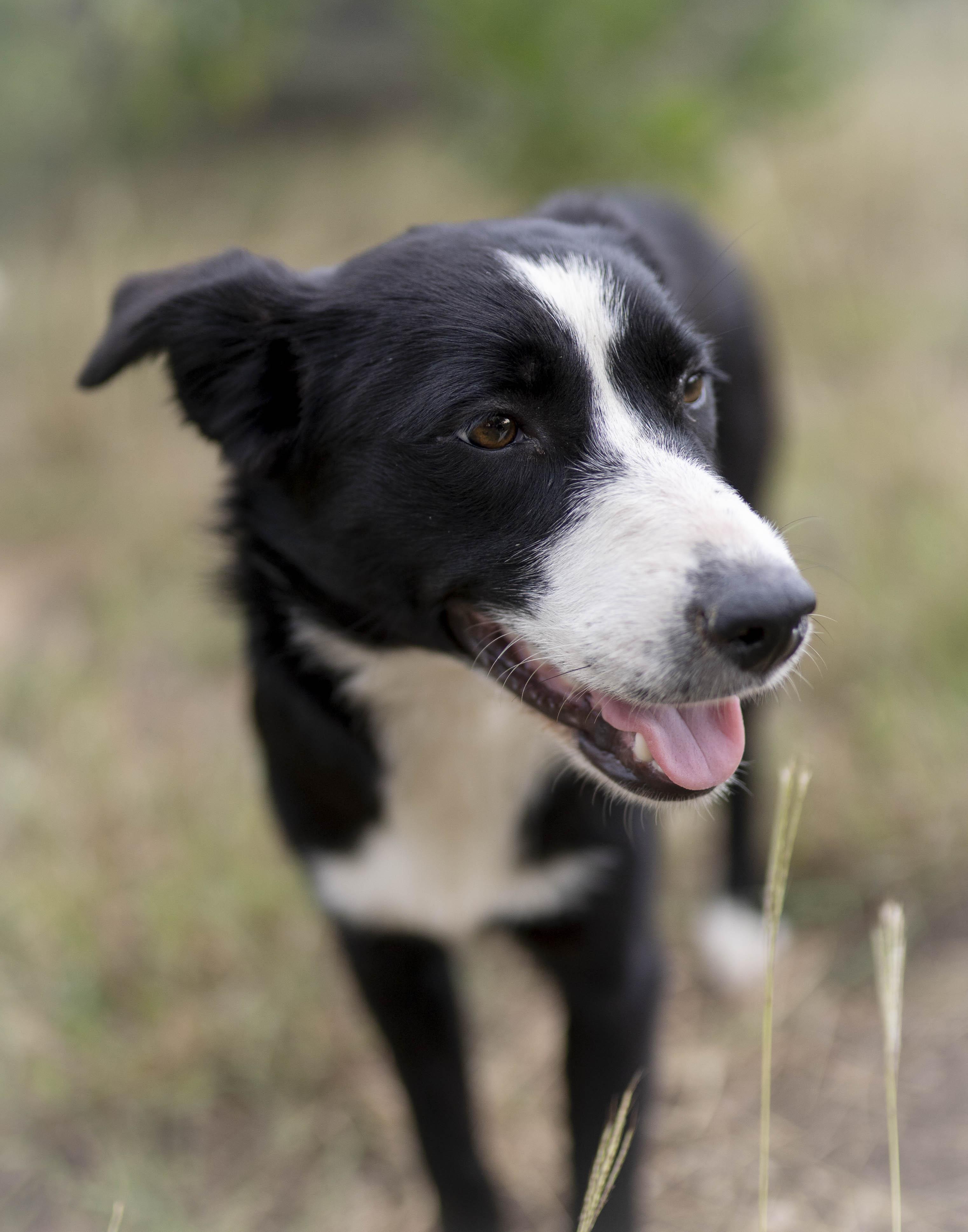 Enlarge Alpine, a Adoptable Border Collie in Driftwood, TX image 1/6