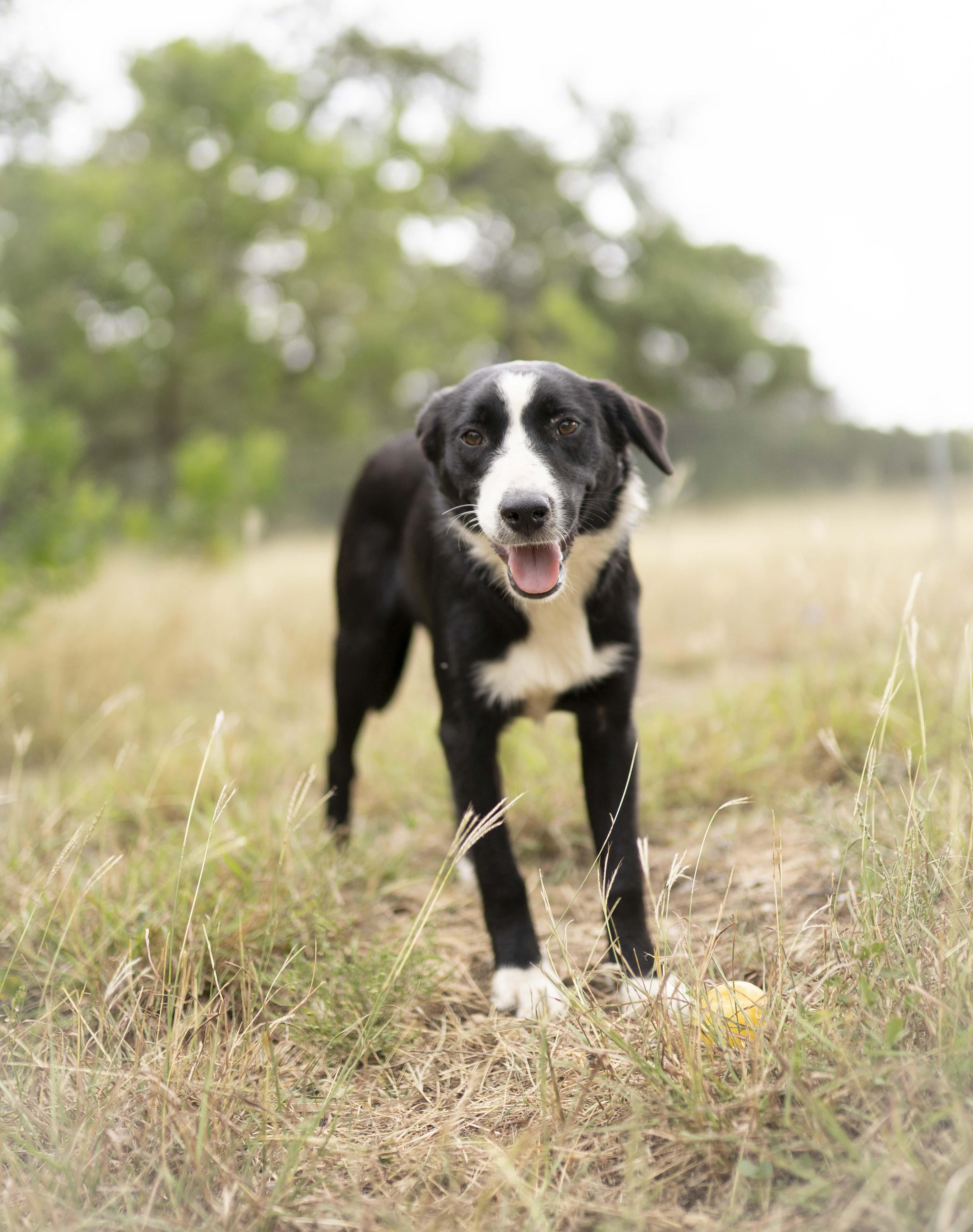 Enlarge Alpine, a Adoptable Border Collie in Driftwood, TX image 5/6