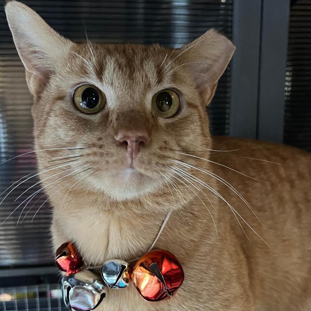 Chevy Chase, Adoptable, Young Male Domestic Short Hair.