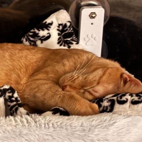 Enlarge Chevy Chase, a Adoptable Domestic Short Hair in Titusville, FL image 2/3