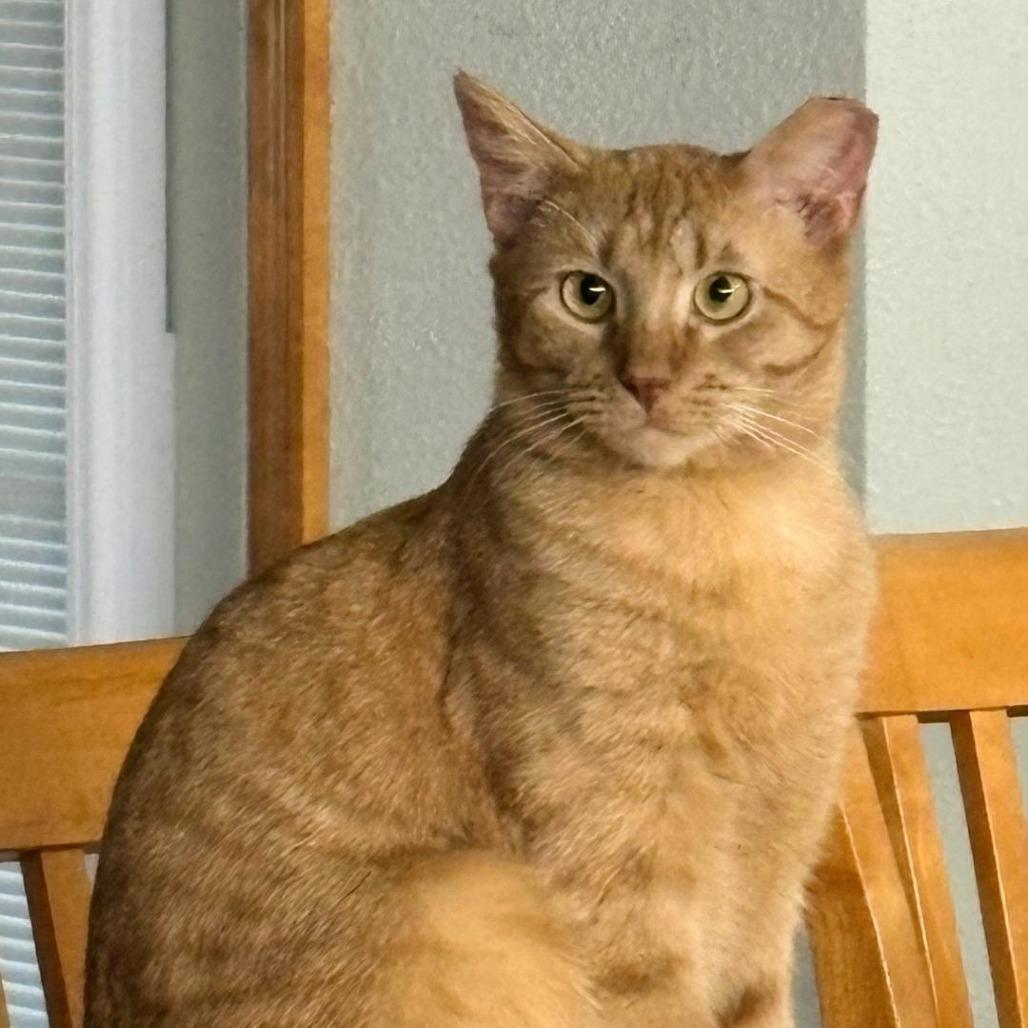 Enlarge Chevy Chase, a Adoptable Domestic Short Hair in Titusville, FL image 3/3