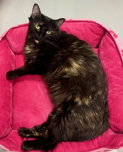 Sprinkles, Adopted, Adult Female Tortoiseshell.