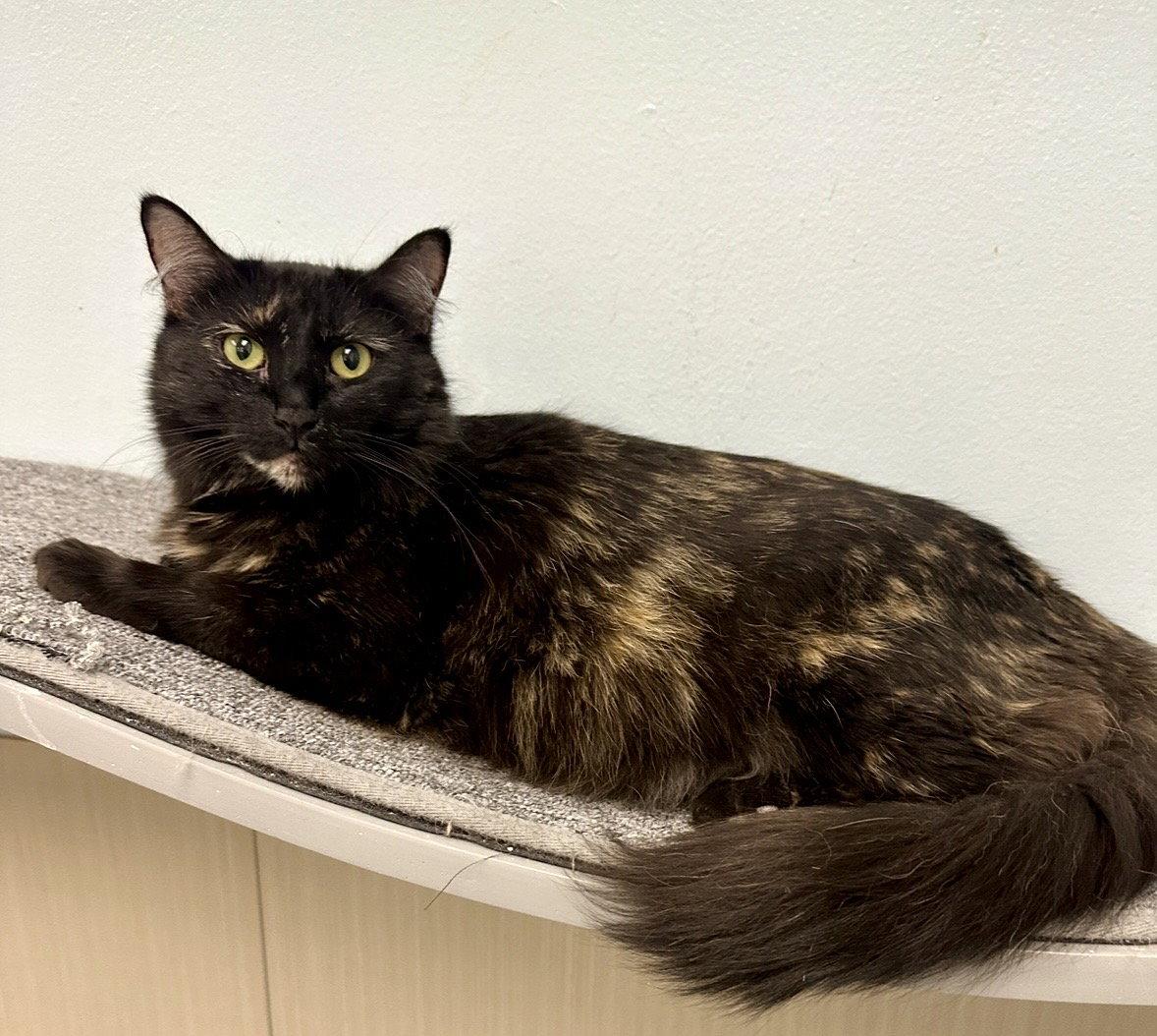Sprinkles, a Adopted Tortoiseshell in West Hills, CA image 2/3