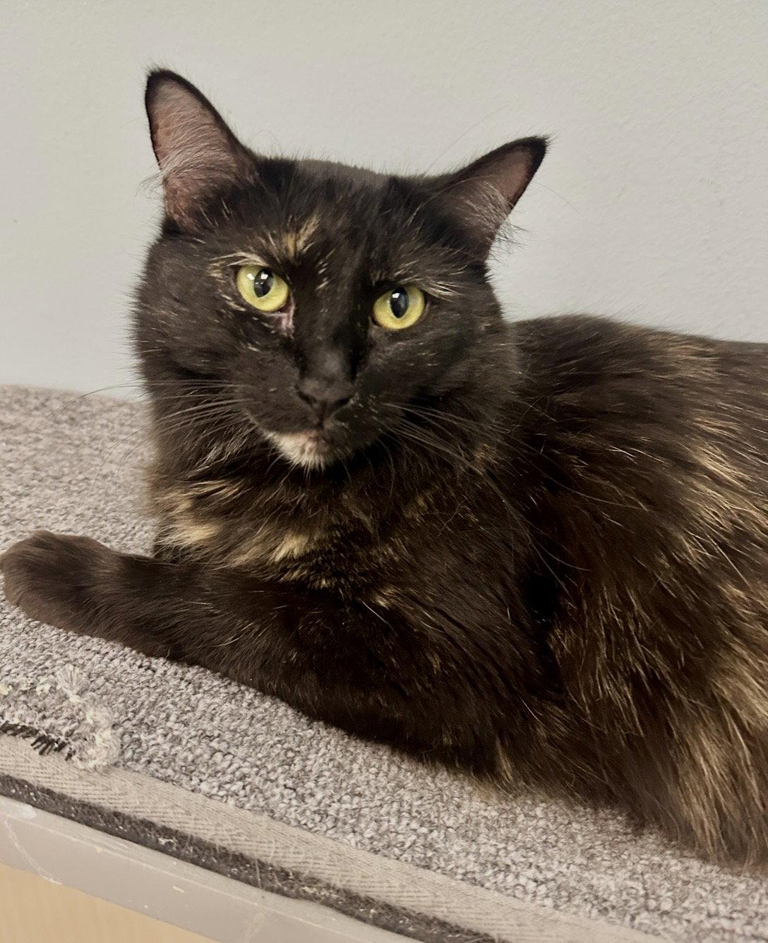 Sprinkles, a Adopted Tortoiseshell in West Hills, CA image 3/3