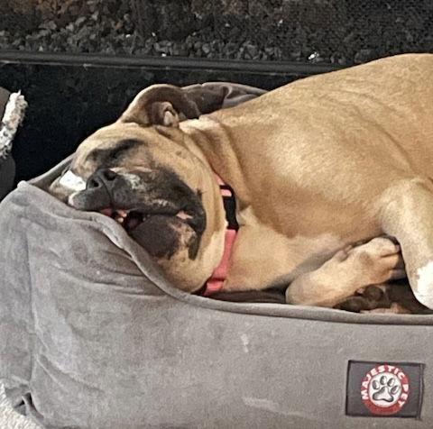 Junebug, Adoptable, Adult Female English Bulldog.