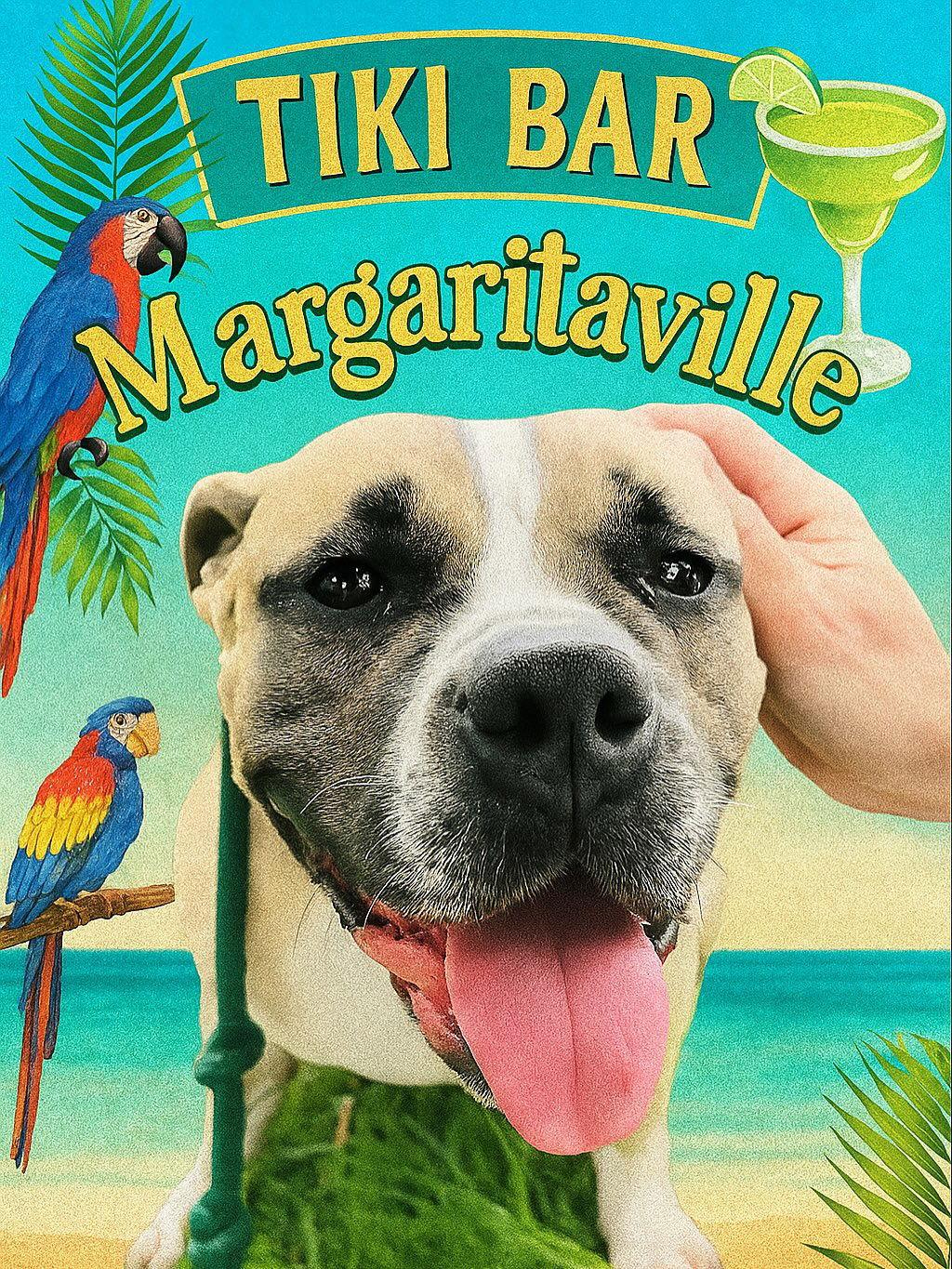 Junebug, a Adoptable English Bulldog in Houston, TX image 2/6