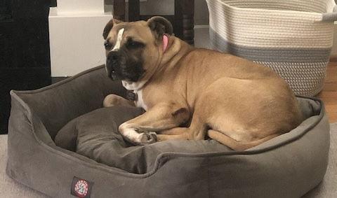 Junebug, a Adoptable English Bulldog in Houston, TX image 3/6