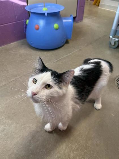 Gourd, Adoptable, Adult Male Domestic Long Hair & Domestic Short Hair.